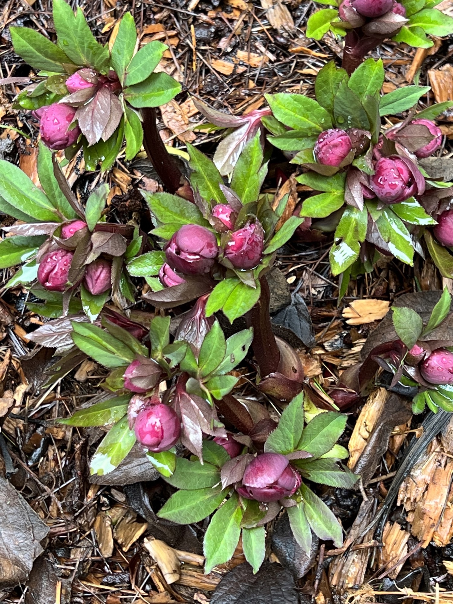 Bleeding Hearts: Patio, Lawn & Garden