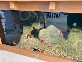 I've had my 172 gallon Lotus Clear View Aquarium fish pond set up ...