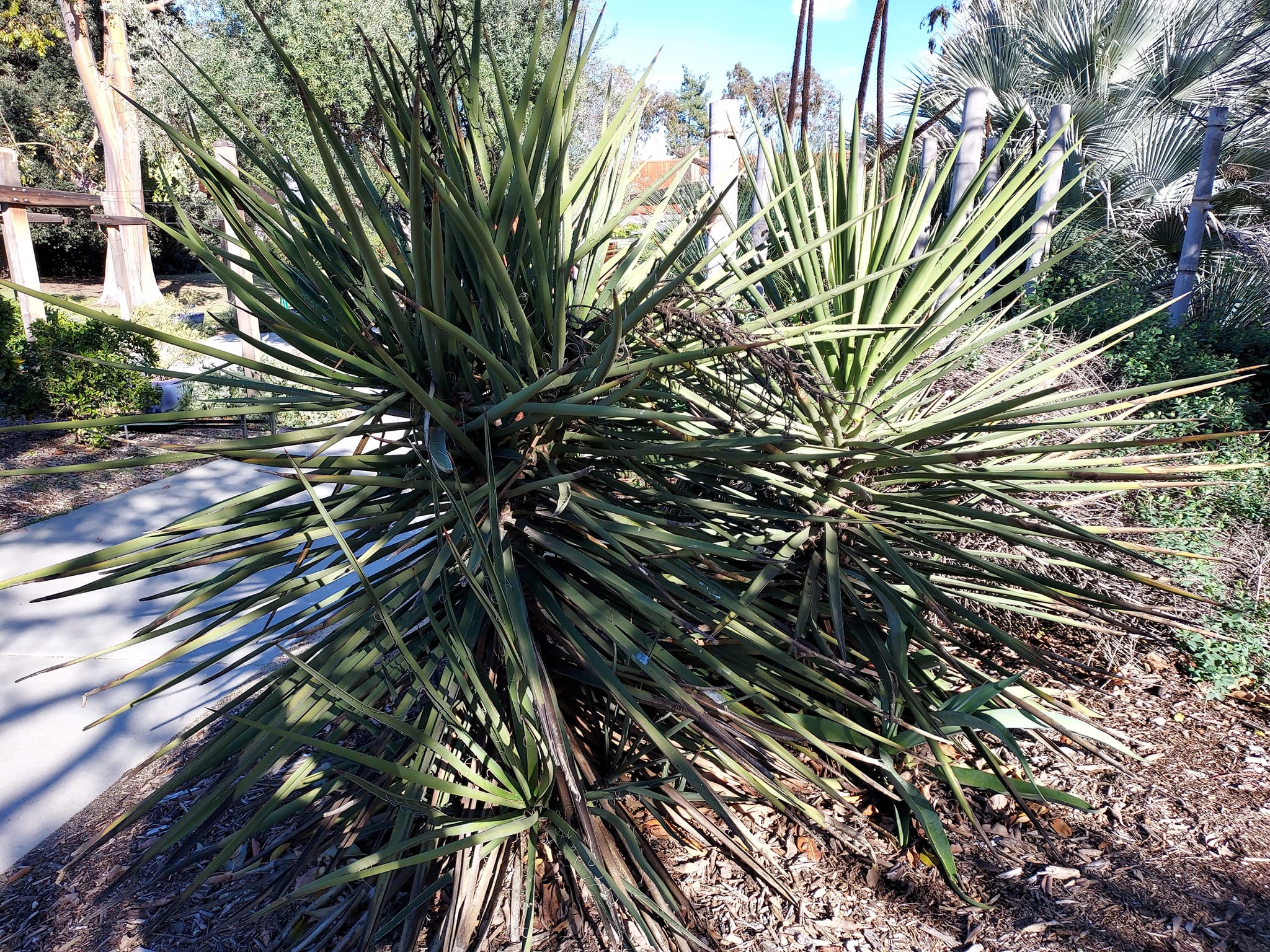 Anyone know name of this yucca thx