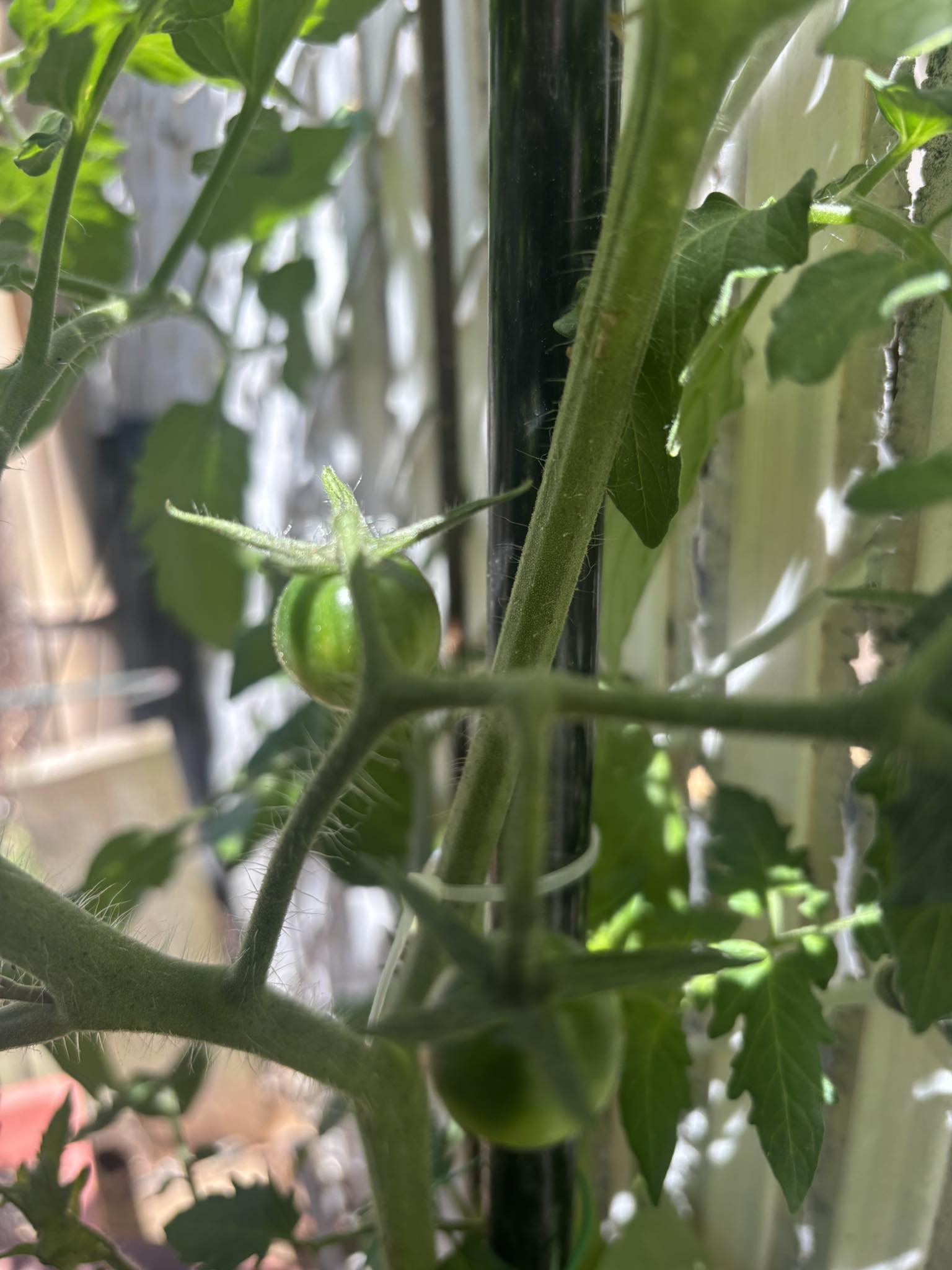 Growing tomatoes in zone 7b NYC area