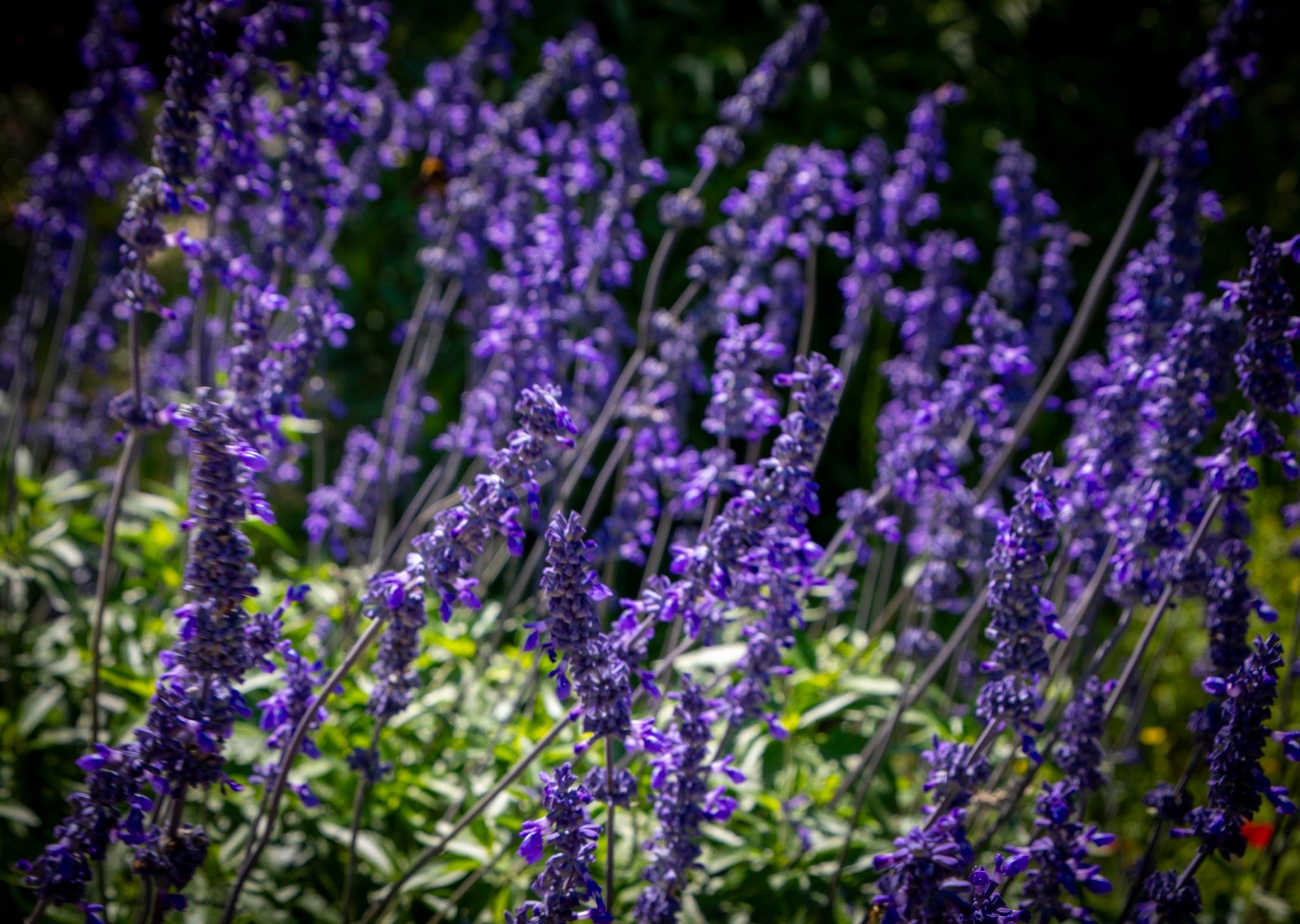 Texas wildflowers
