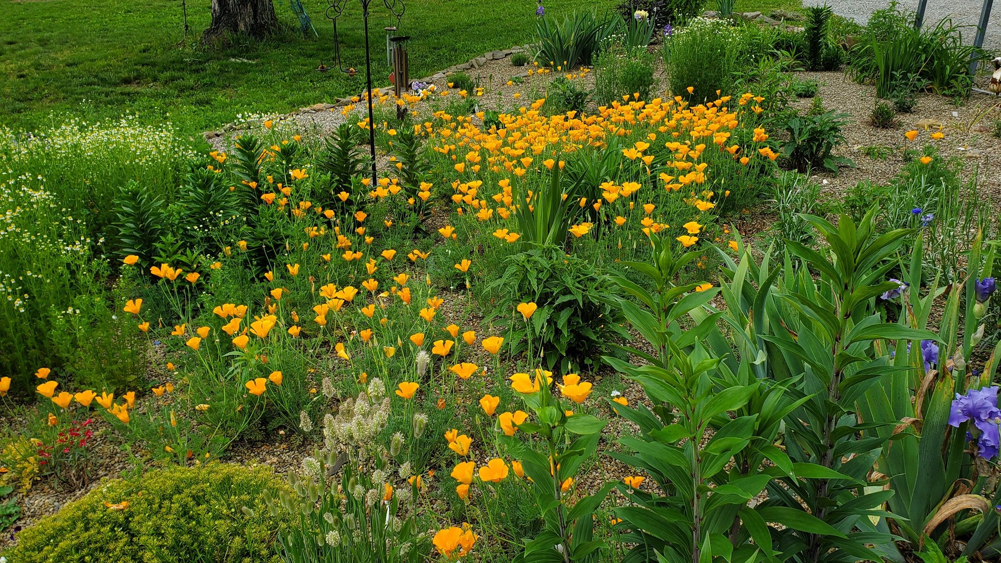 Growing California Orange Poppies in Pennsylvania Zone 6