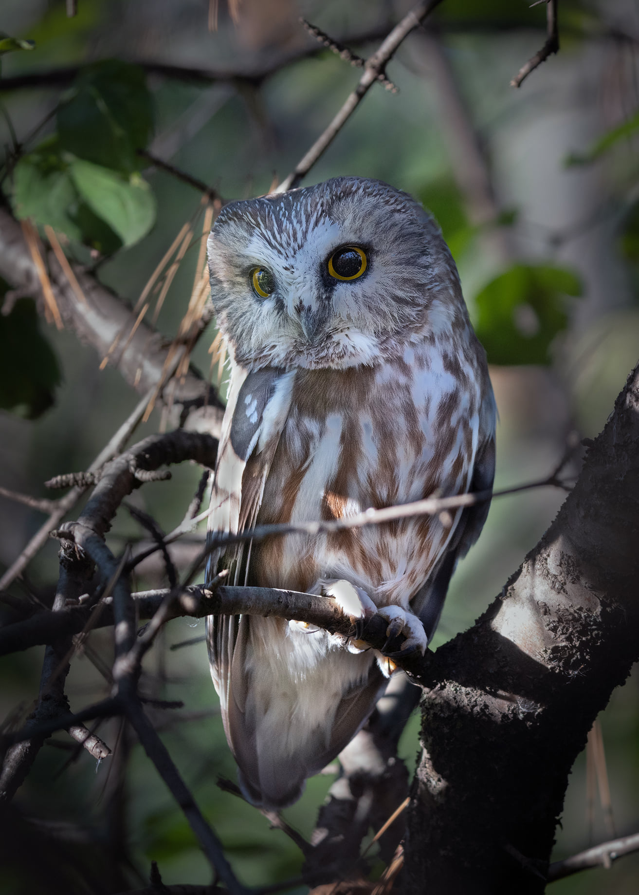 Northern Saw-Whet Owls 1/21/21 Google Pixel 5 Bushnell Spacemaster