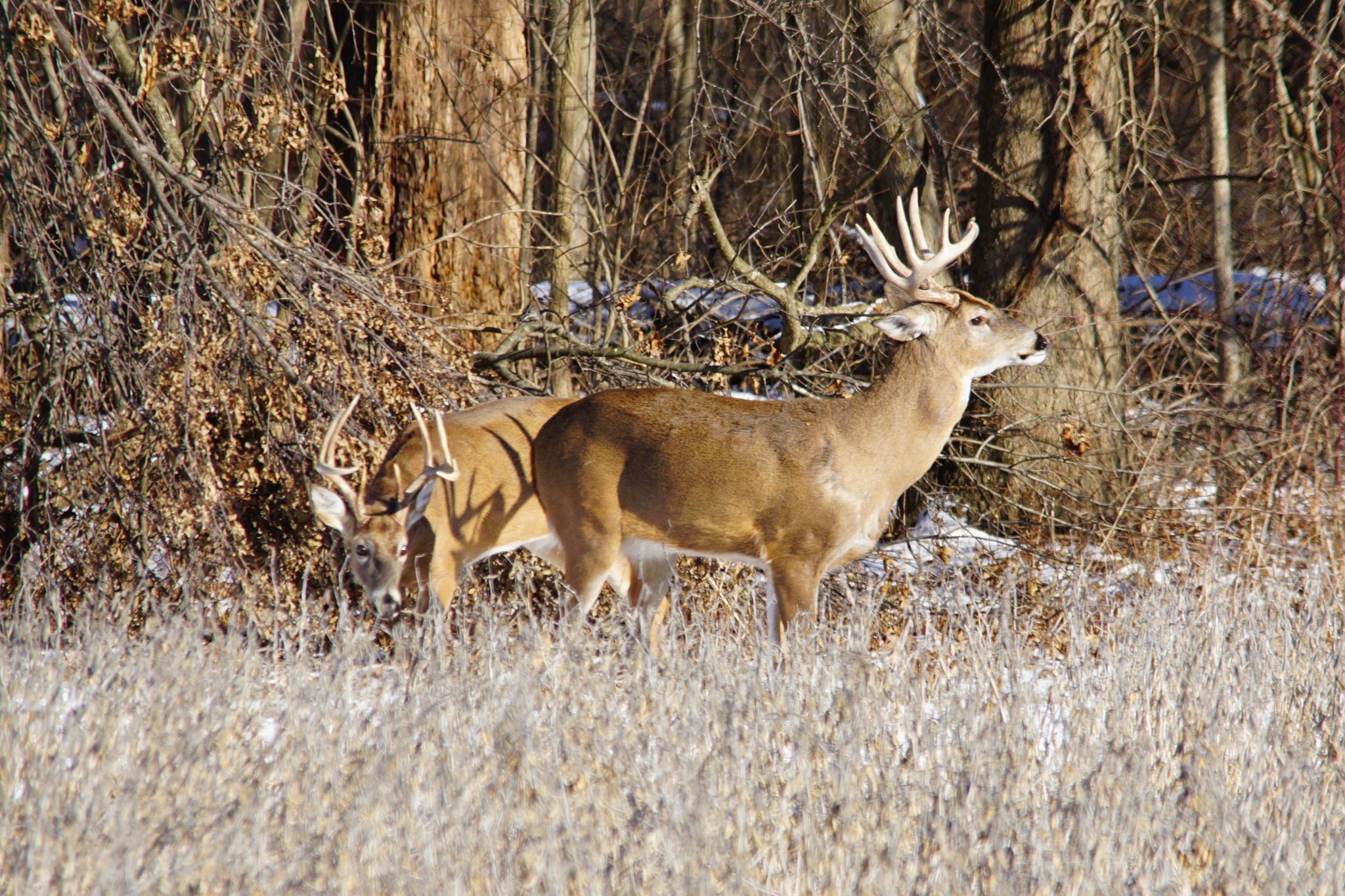 Love My Missouri Backroads | Went to the blind this afternoon, not as ...