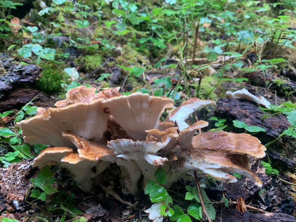 Is this maitake or hen of the woods mushroom?