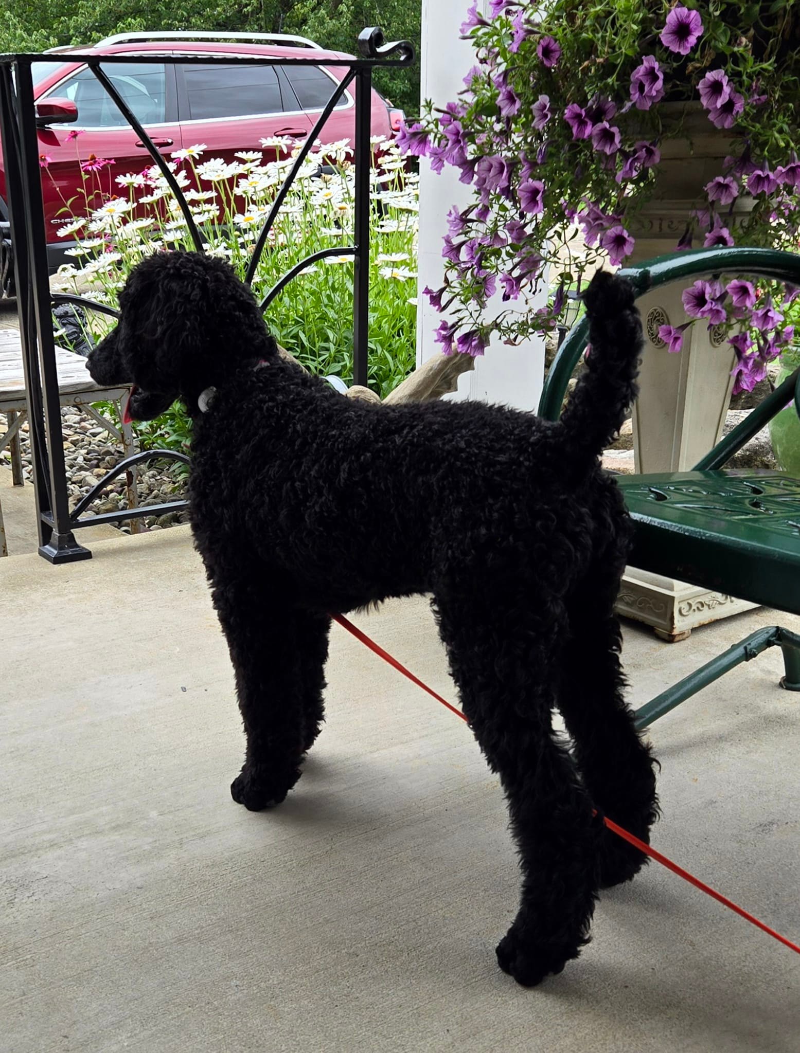Standard Poodle Energy Level Comparison