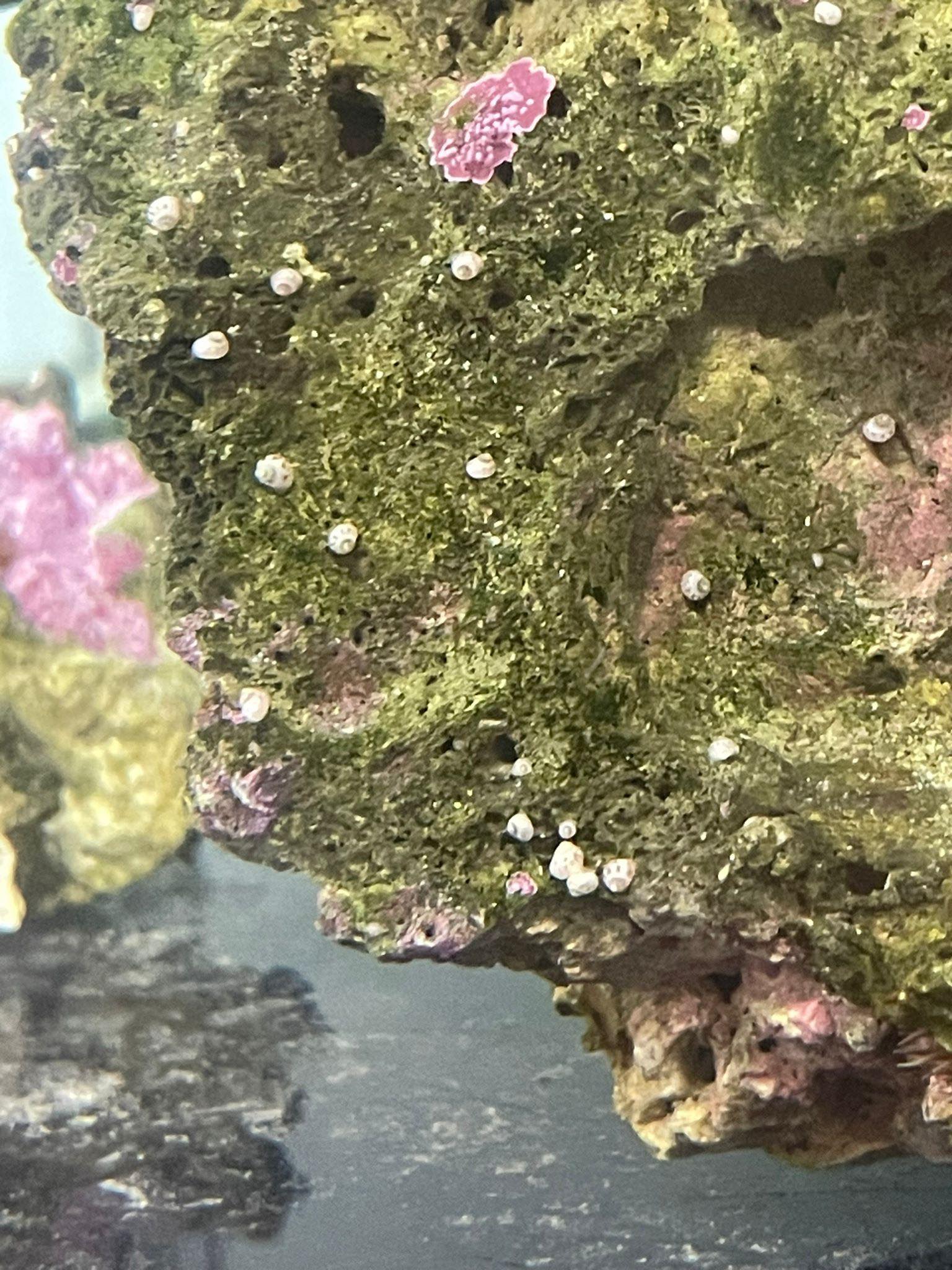 How to get rid of collonista snails in aquarium?