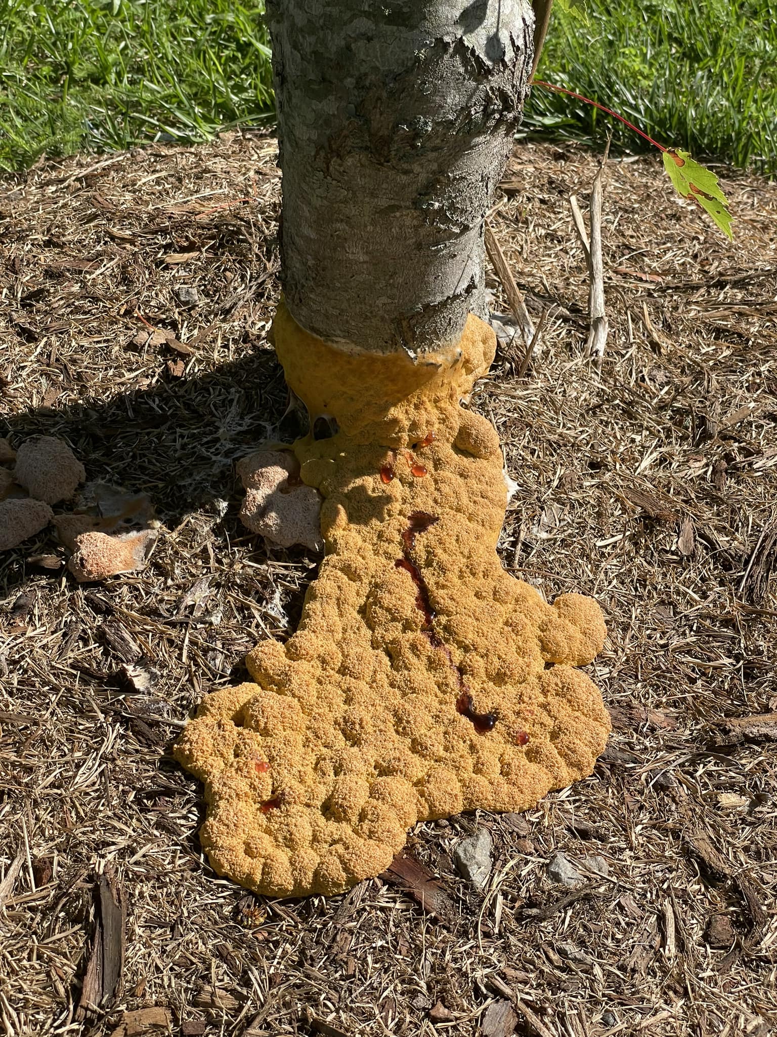 What is this fungus growing on mulch and maple tree?
