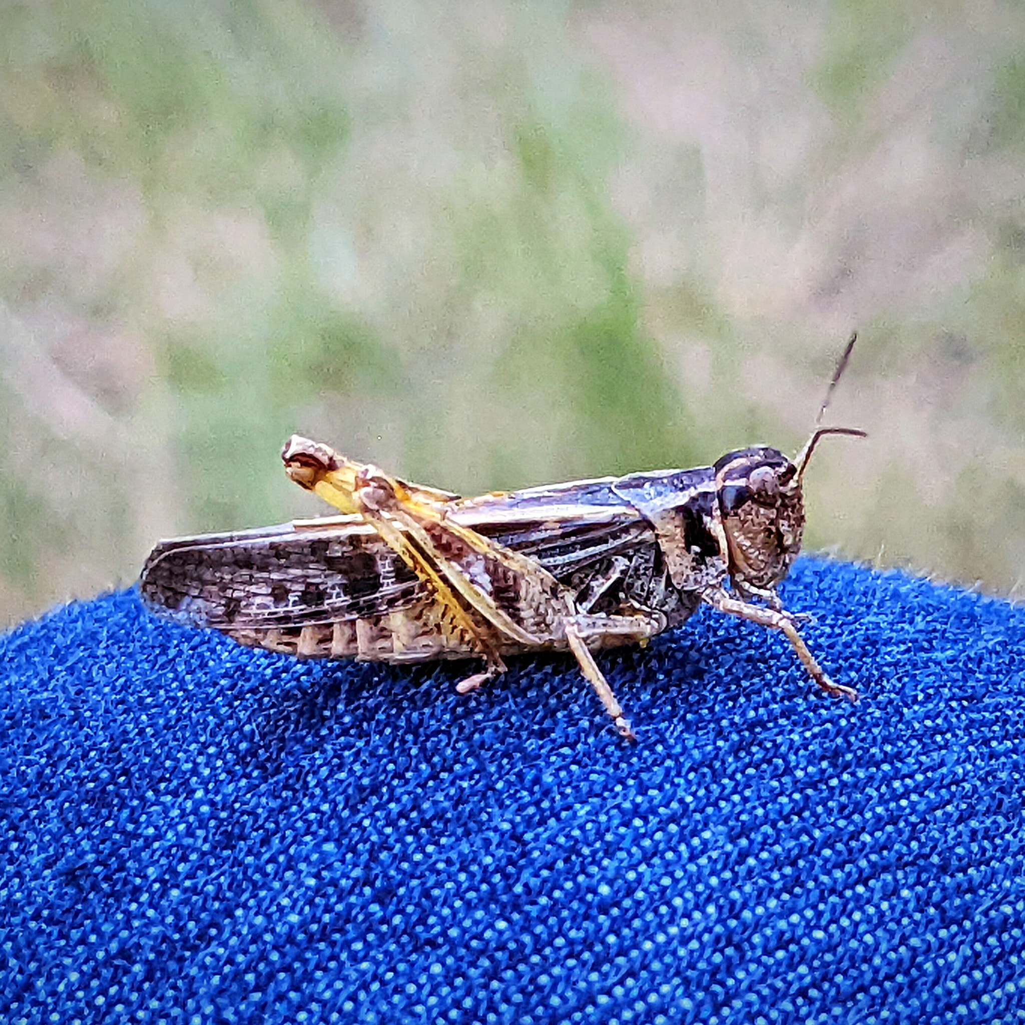 A cool grasshopper. Photographed on Murphy Dome here in the