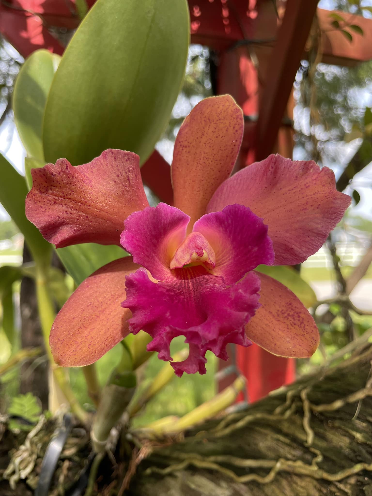 Rlc. Akiko Sato 'Volcano Queen' Day three and the color is