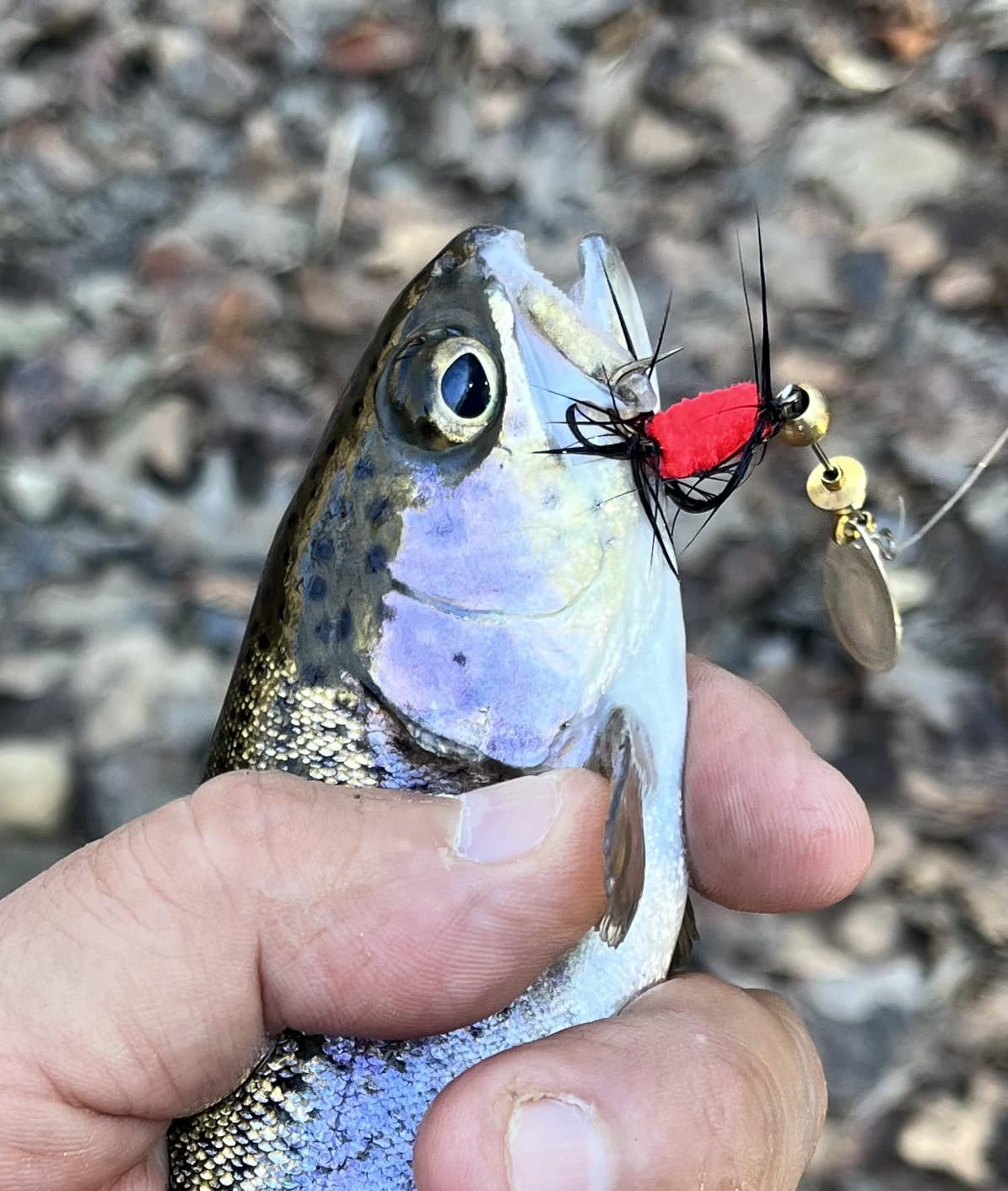 best fishing lures for lake lure nc Lake-X Hammer resonates a lot of different sounds and is very noisy for a slower moving topwater Lake Gaston NC starting lineup