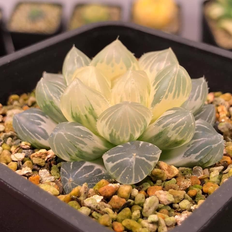 For show 🐉 Platycerium Hillii 'Dragon Claw #2'
