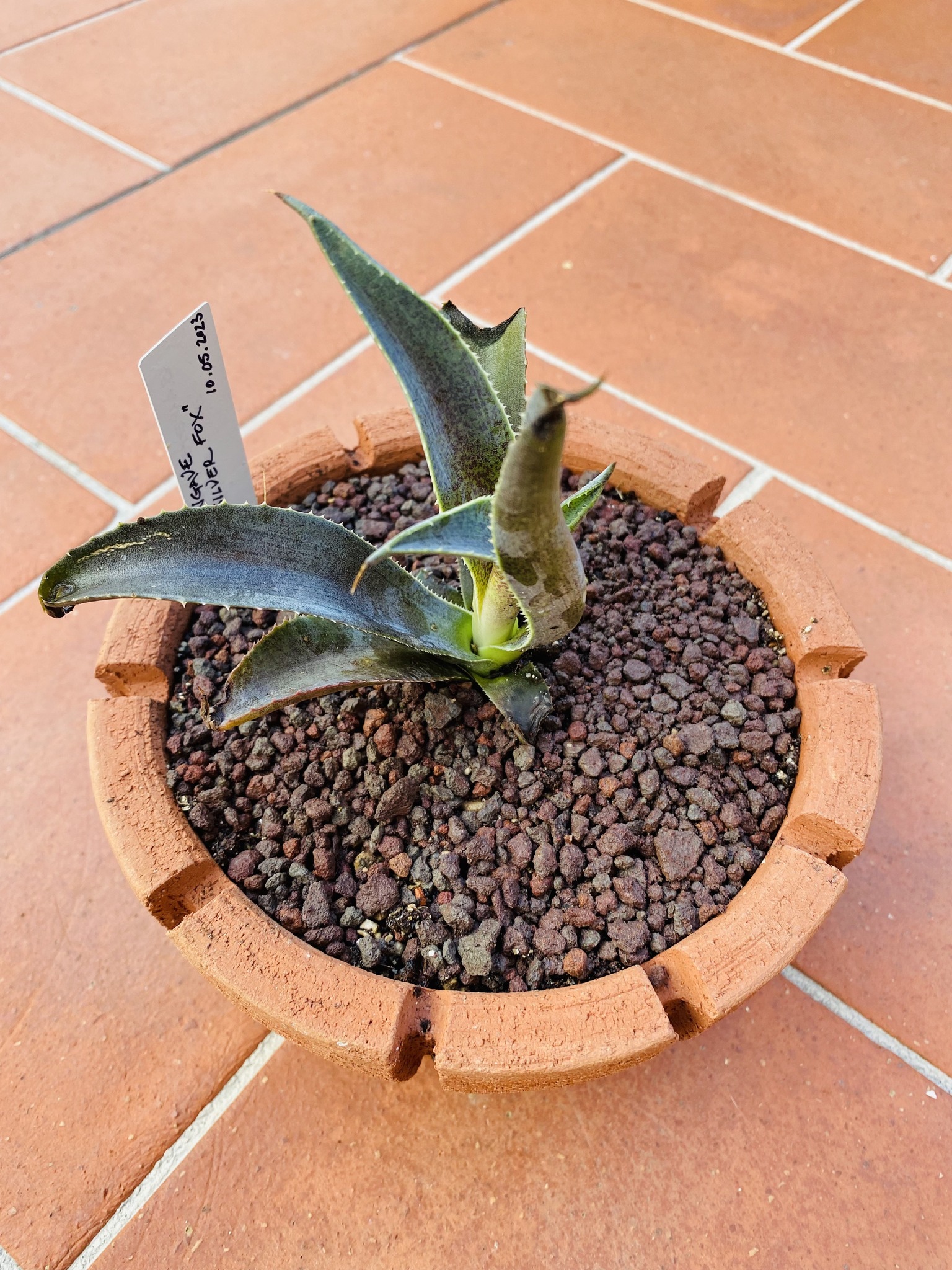Mangave 'Fiercely Fabulous SPOTS!' – Starter Plant, Agave & Manfreda Hybrid