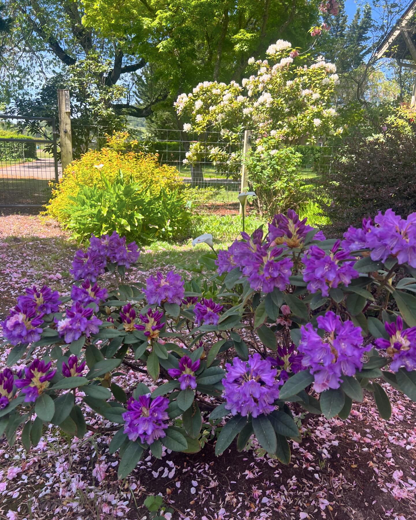 Rhododendron x 'Koromo Shikibu' purple flowers