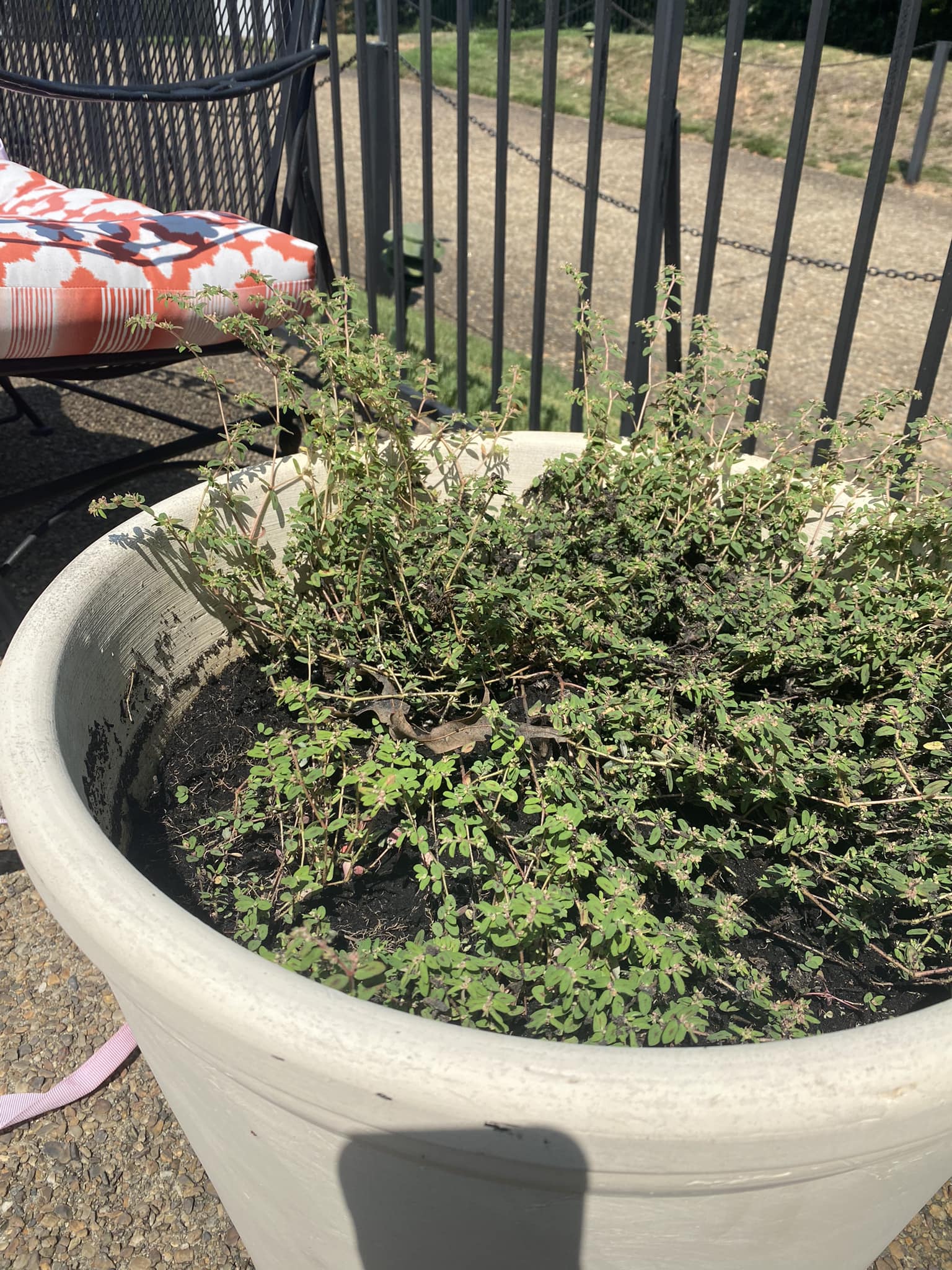 Is this spurge it's taking over my yard