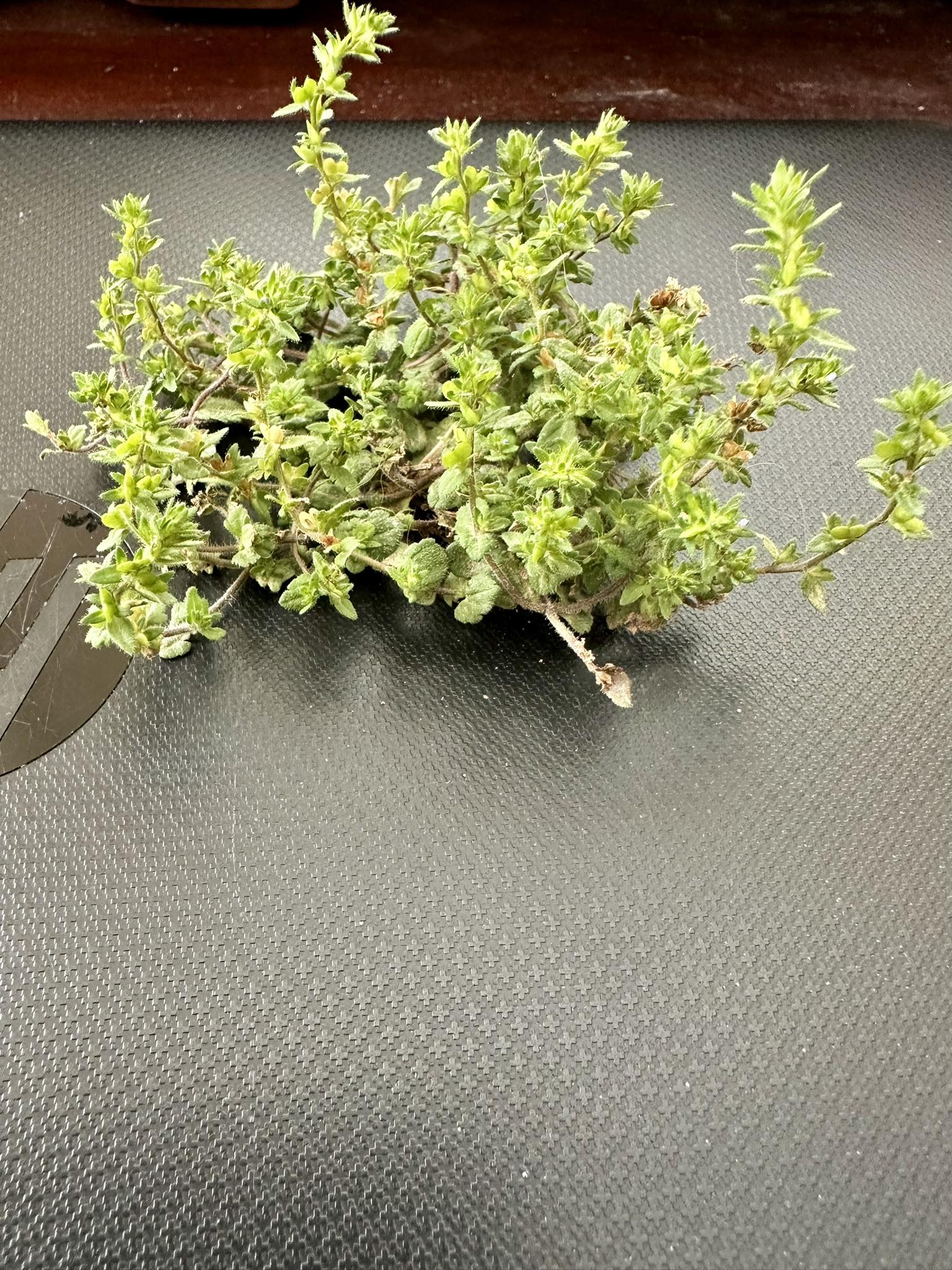 Is this spurge it's taking over my yard