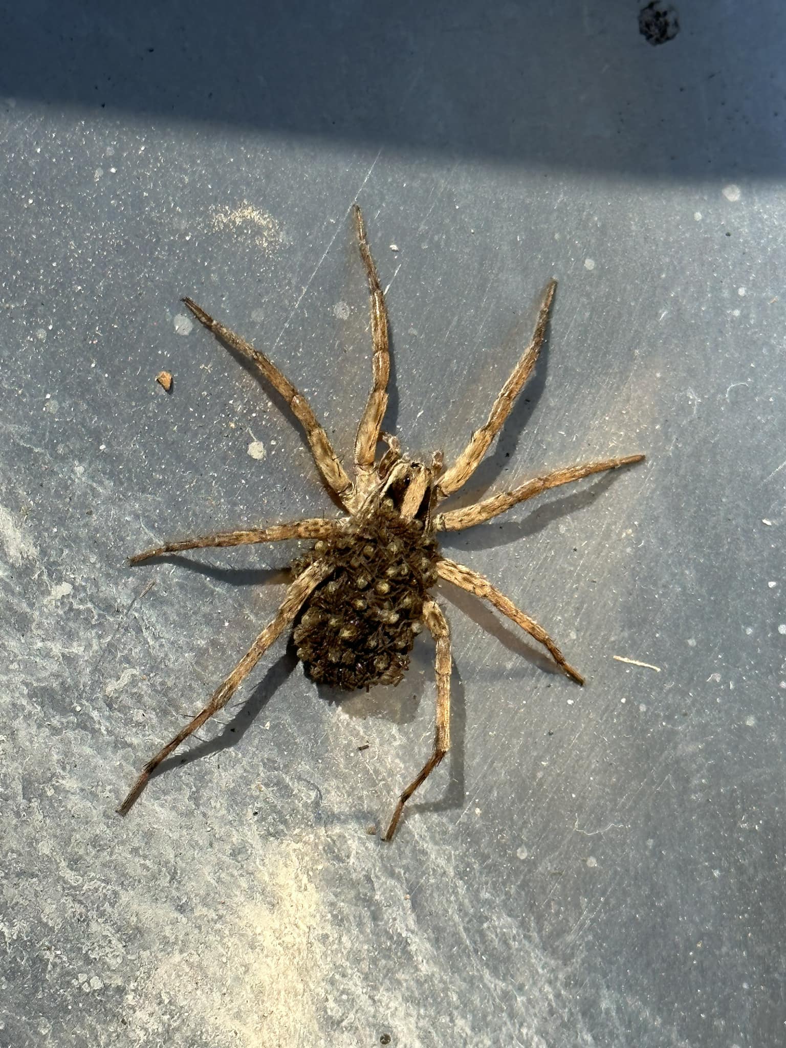 What is this insect species in Morgan Hill, California?