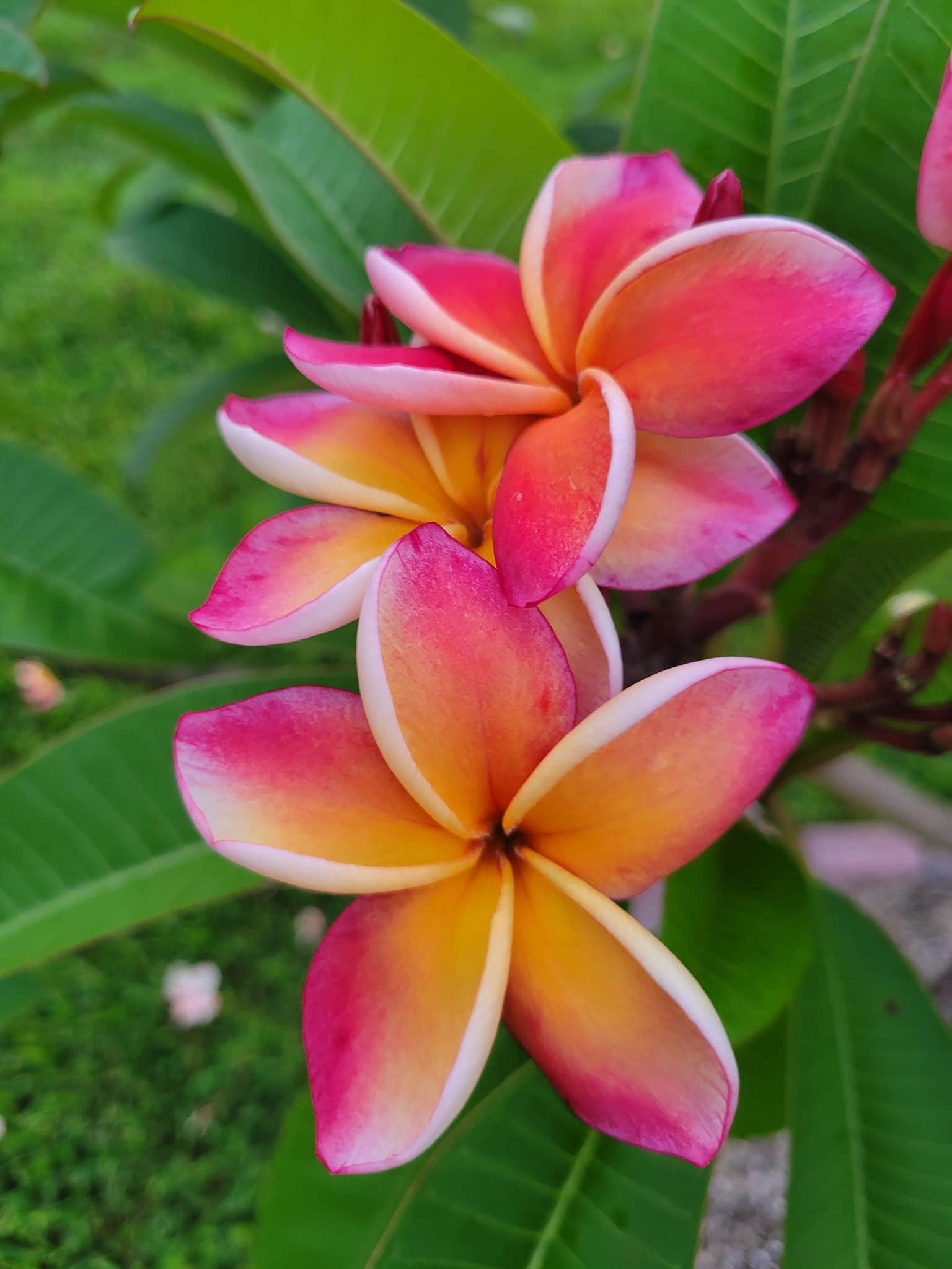 Penang Peach' Plumeria. Used flowers from my three trees to make