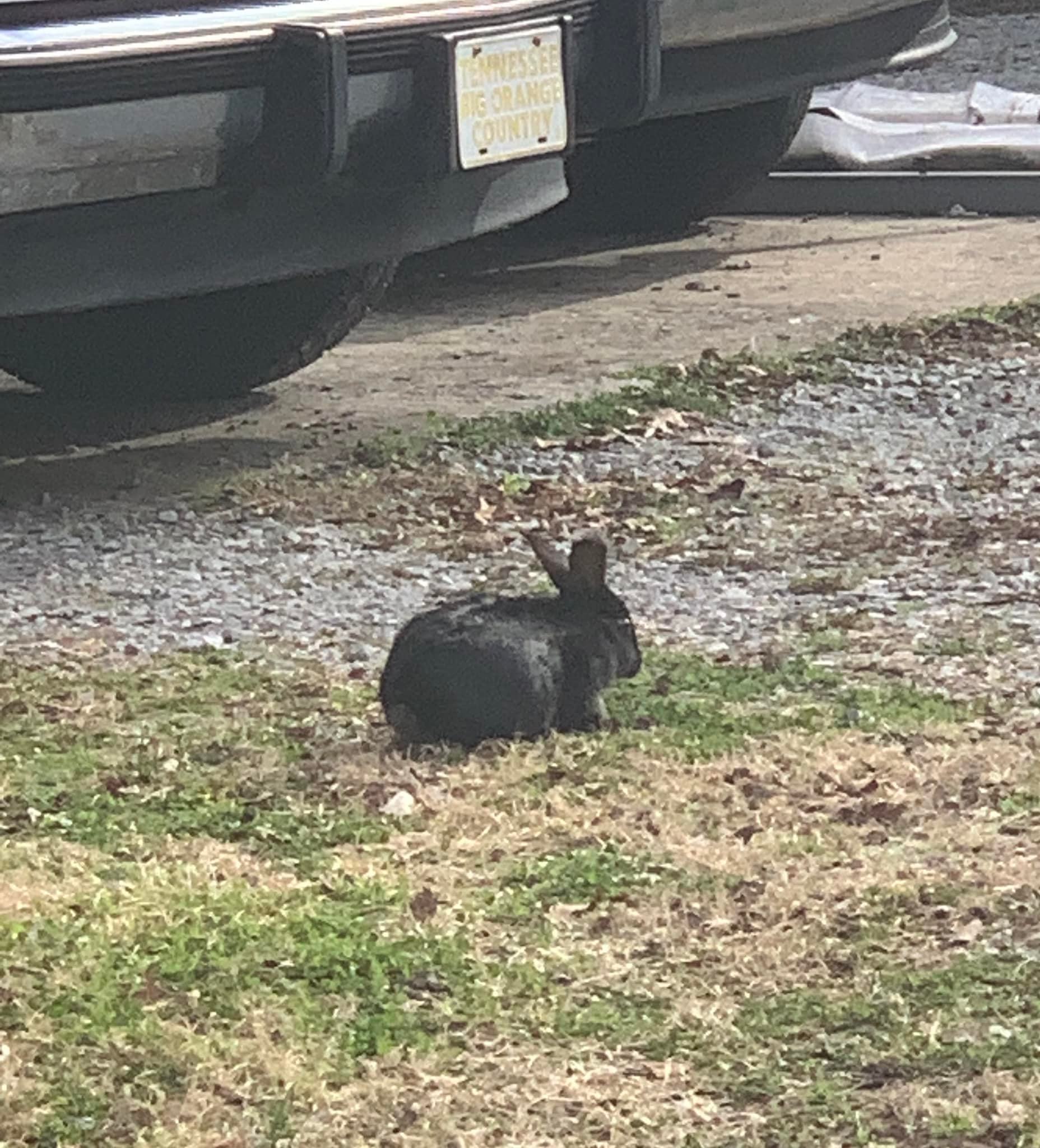 Madison and Rivergate lost and found pets | Someone must be missing ...