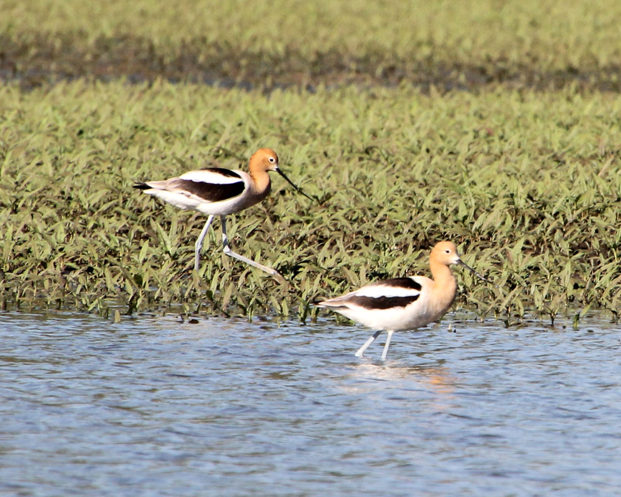 Wow! A flock of 45 AMERICAN AVOCETS are being observed at Horicon 