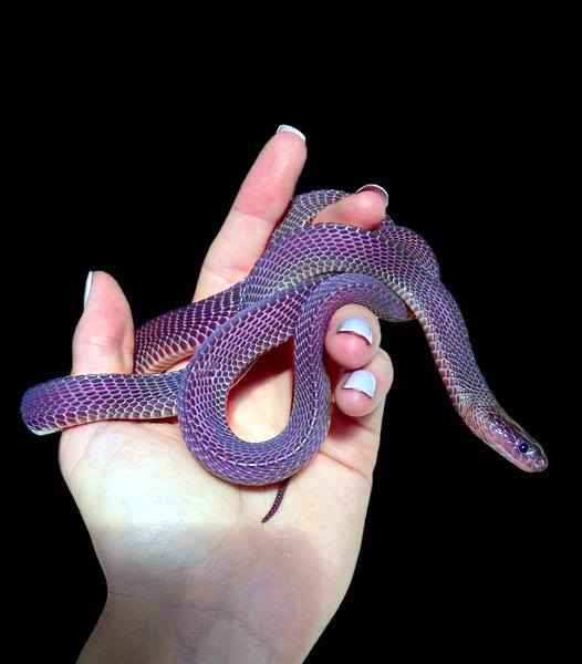 Pretty in purple! 💜 Tara Biron photographed this African file