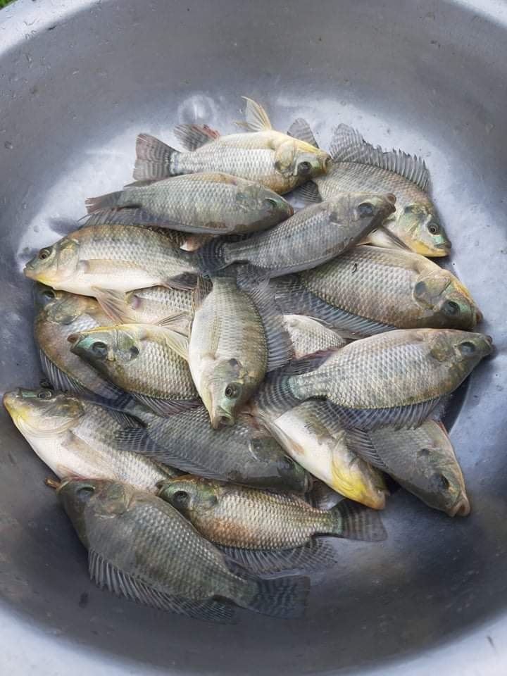 Premium Tilapia Fingerling Crumble Fish Food - 5 Lb Bag, Land Animal Free For Aquaponics 9 thumbnail image