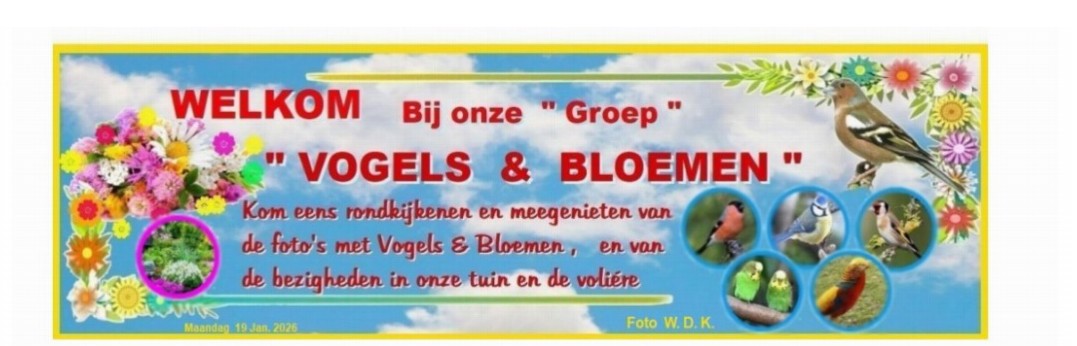 VOGELS & BLOEMEN | Facebook
