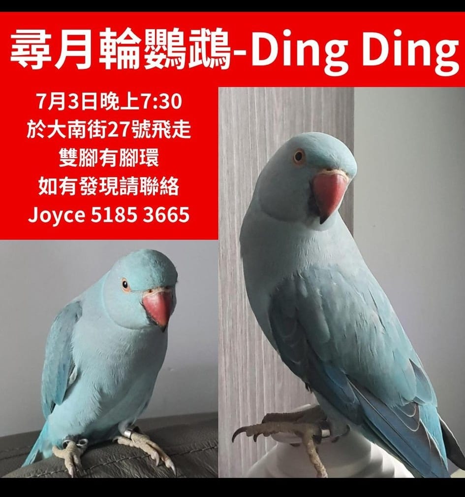 雀仔街6號同發鳥店红姐 | Kowloon