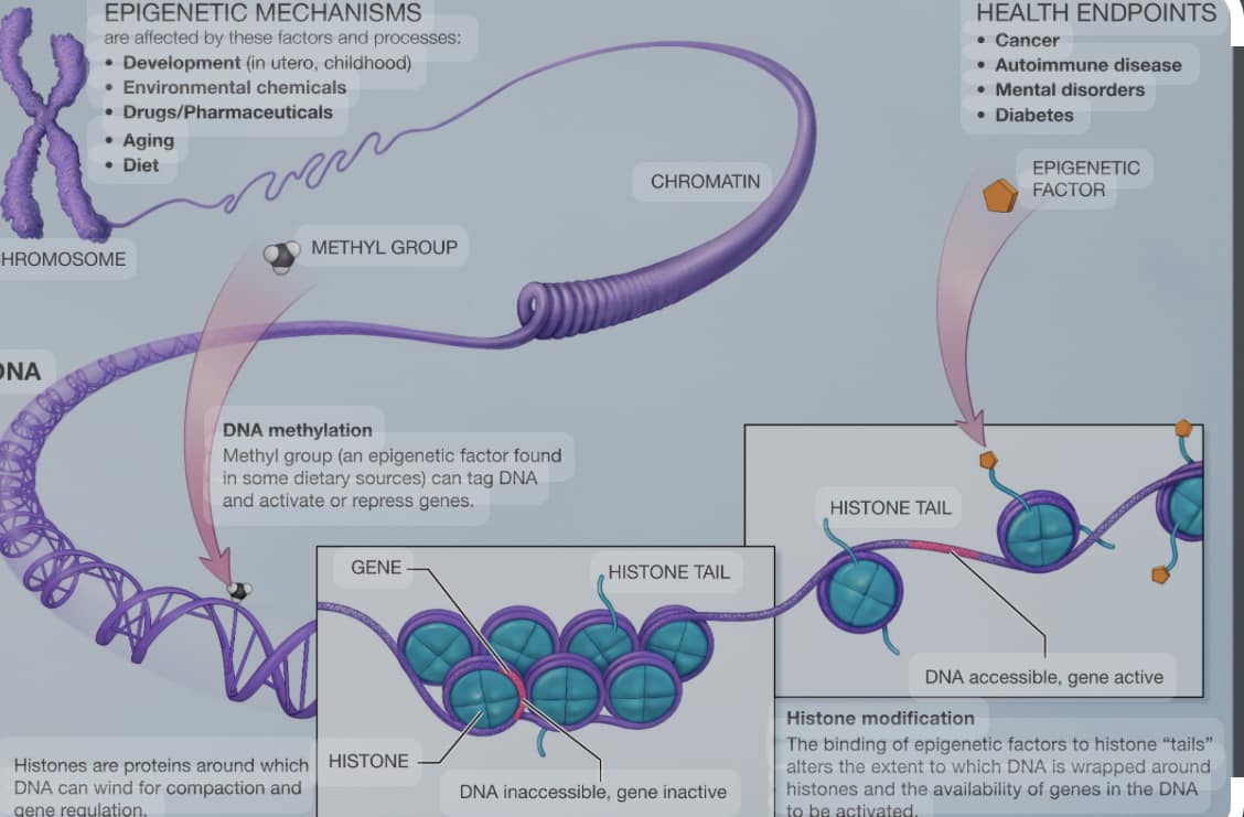 Understanding glutathione and the methylation cycle