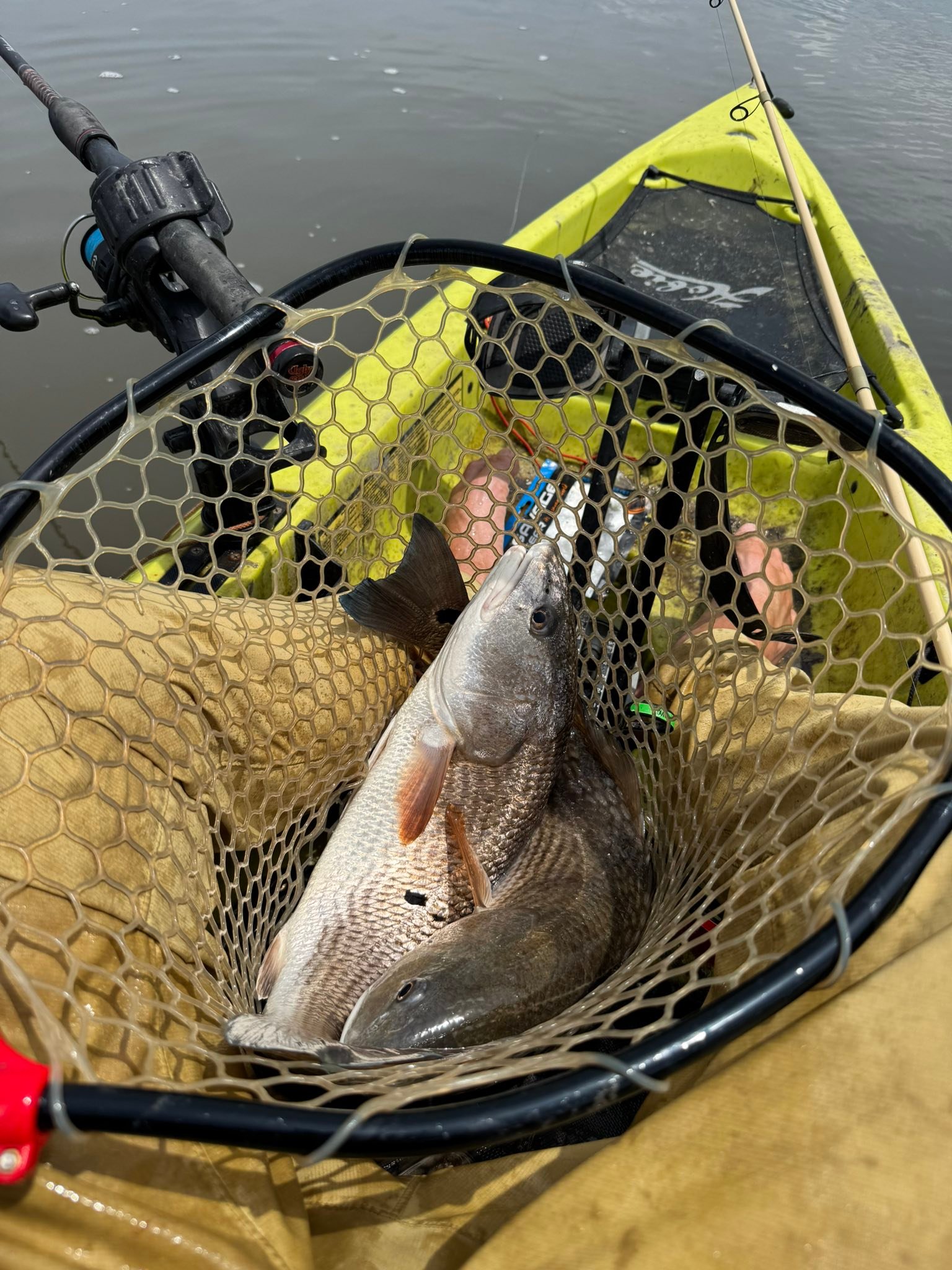best kayak fishing net large salmon New Releases: The best-selling new & future releases in Nets The high level of control and accuracy offered by the forearm grip means you dont need a giant hoop to net your next big fish and makes the Leverage Landing Net an essential piece of kayak fishing gear Big Game Heavy Duty KAYAK
