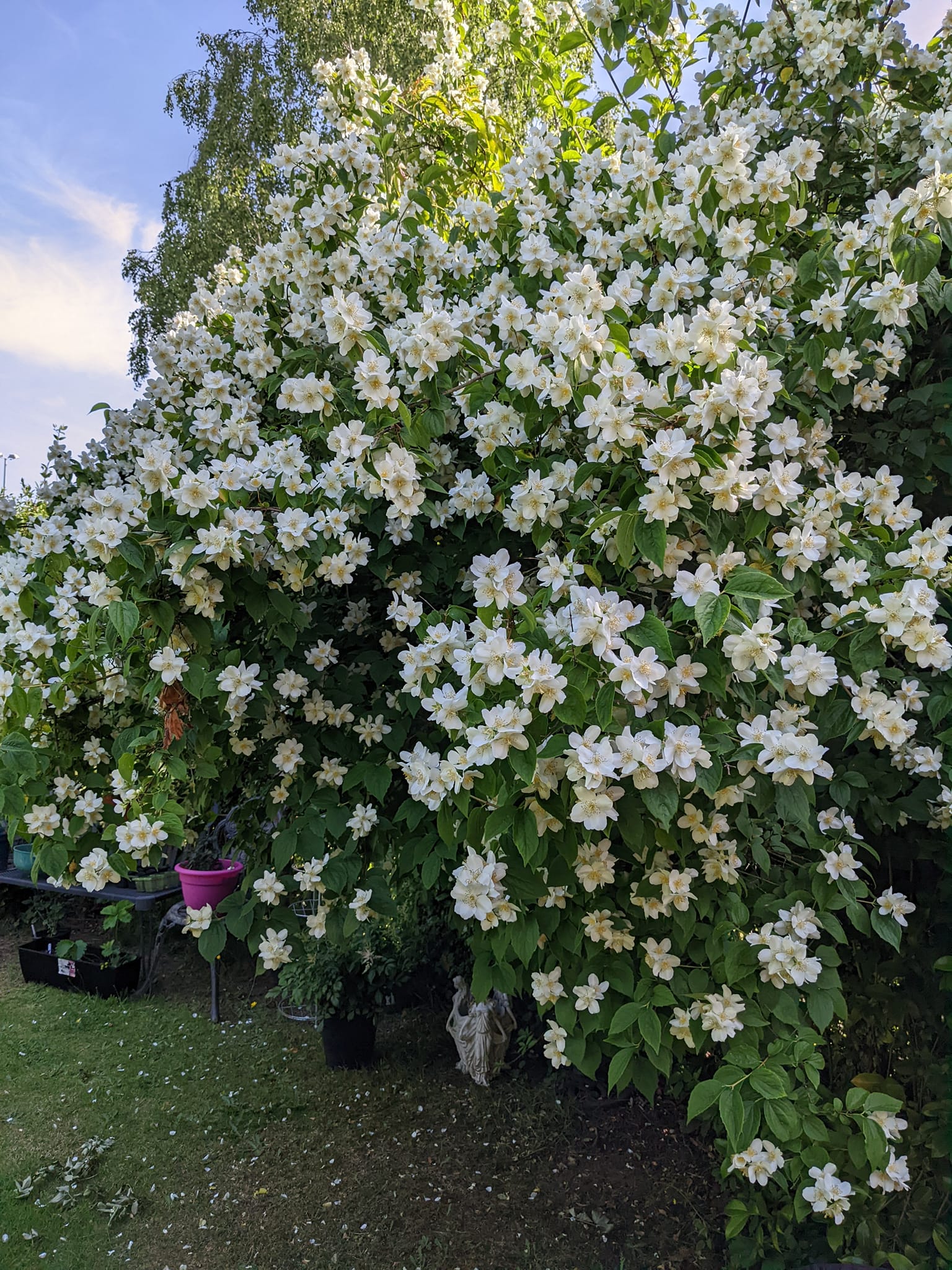 The massive Philadelphus in the garden of my Victorian terrace