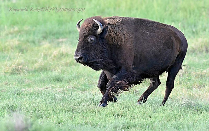 American Bison バイソン Bison bison Copyright #HJPI320100002902