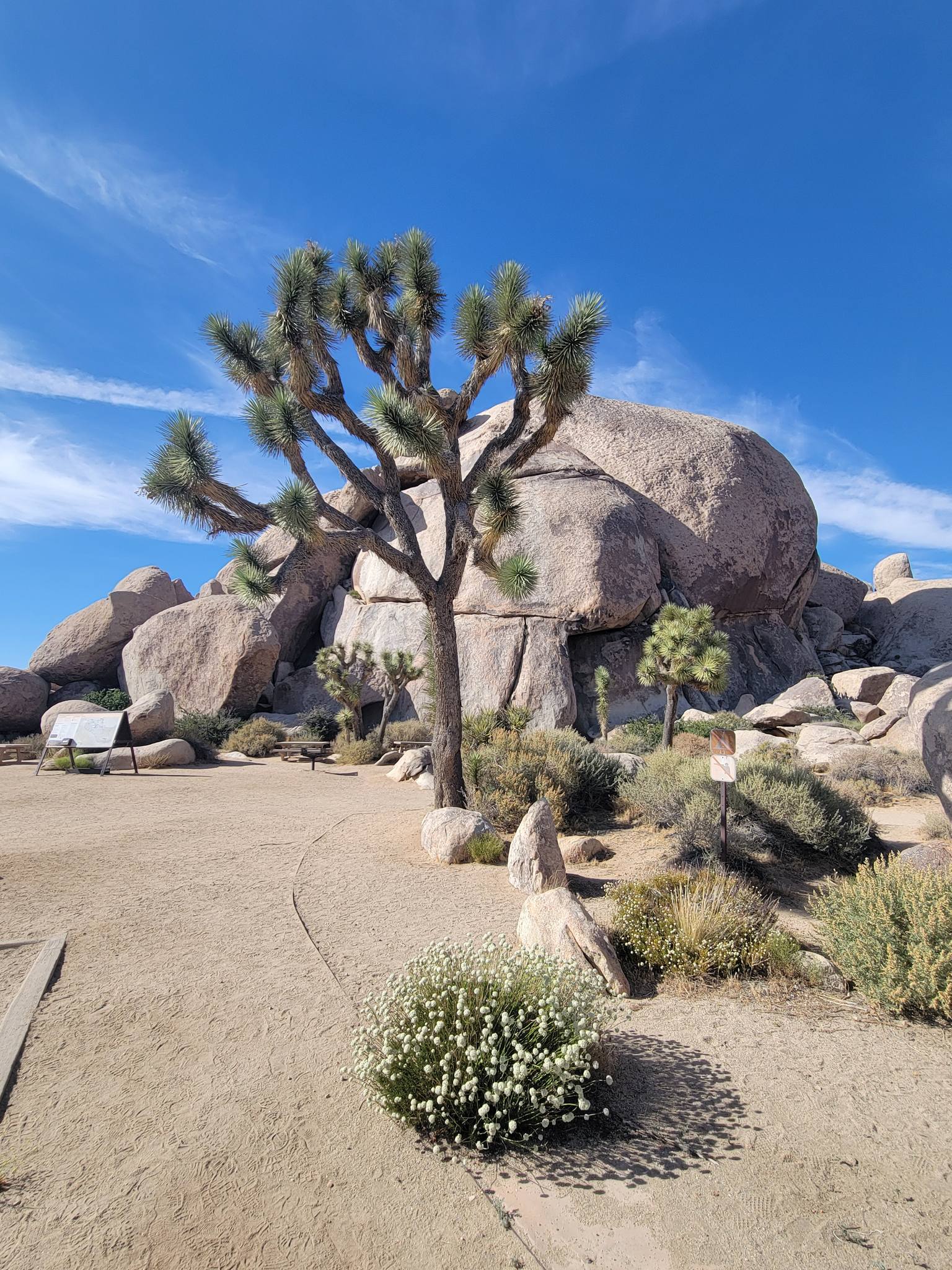 Side Trips on Historic Route 66: Amboy to Joshua Tree