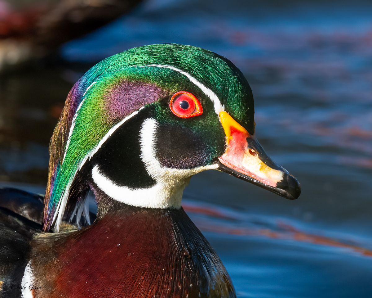 Wood duck head shot. Best viewed full size to see the detail and 