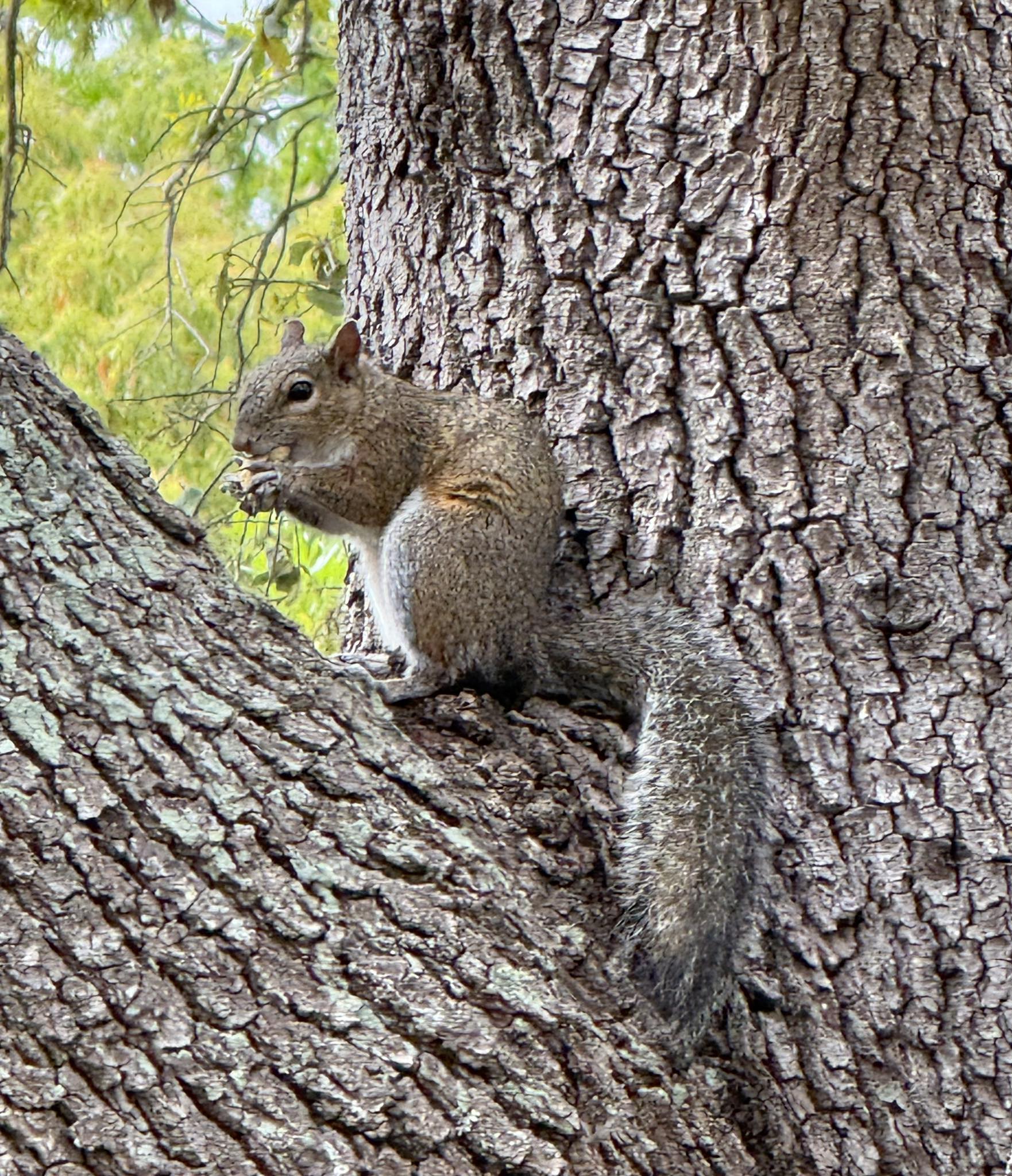 Henry's Pets Hazelnut Blocks – Food For Squirrels, Flying Squirrels, And Chipmunks, 854320008075