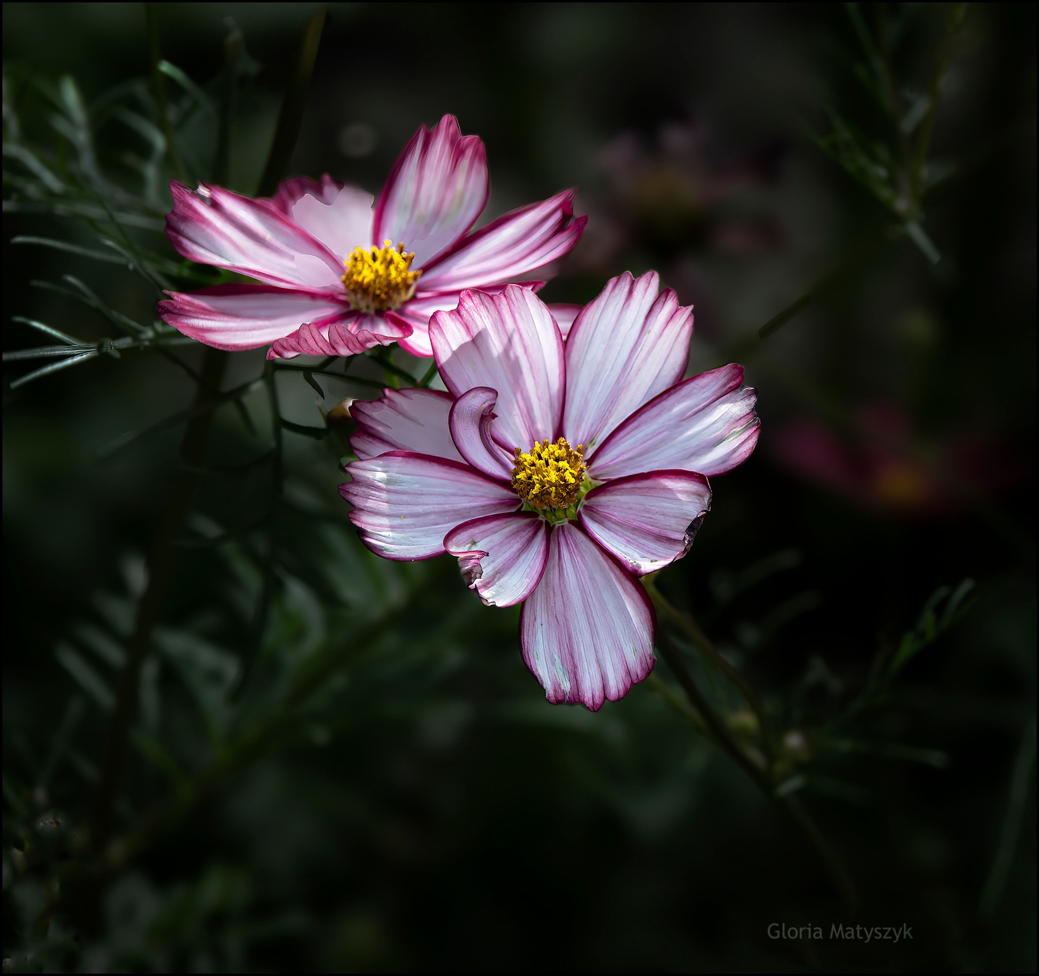 Cosmos flowers captured with Nikon Z6ii in Nabha, Punjab, India
