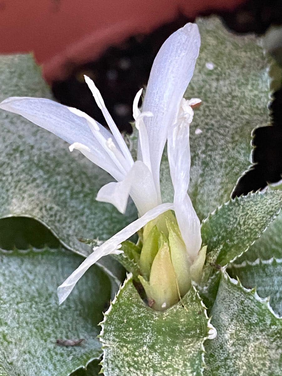 Cryptanthus 'Ocean Mist' (B. Foster)