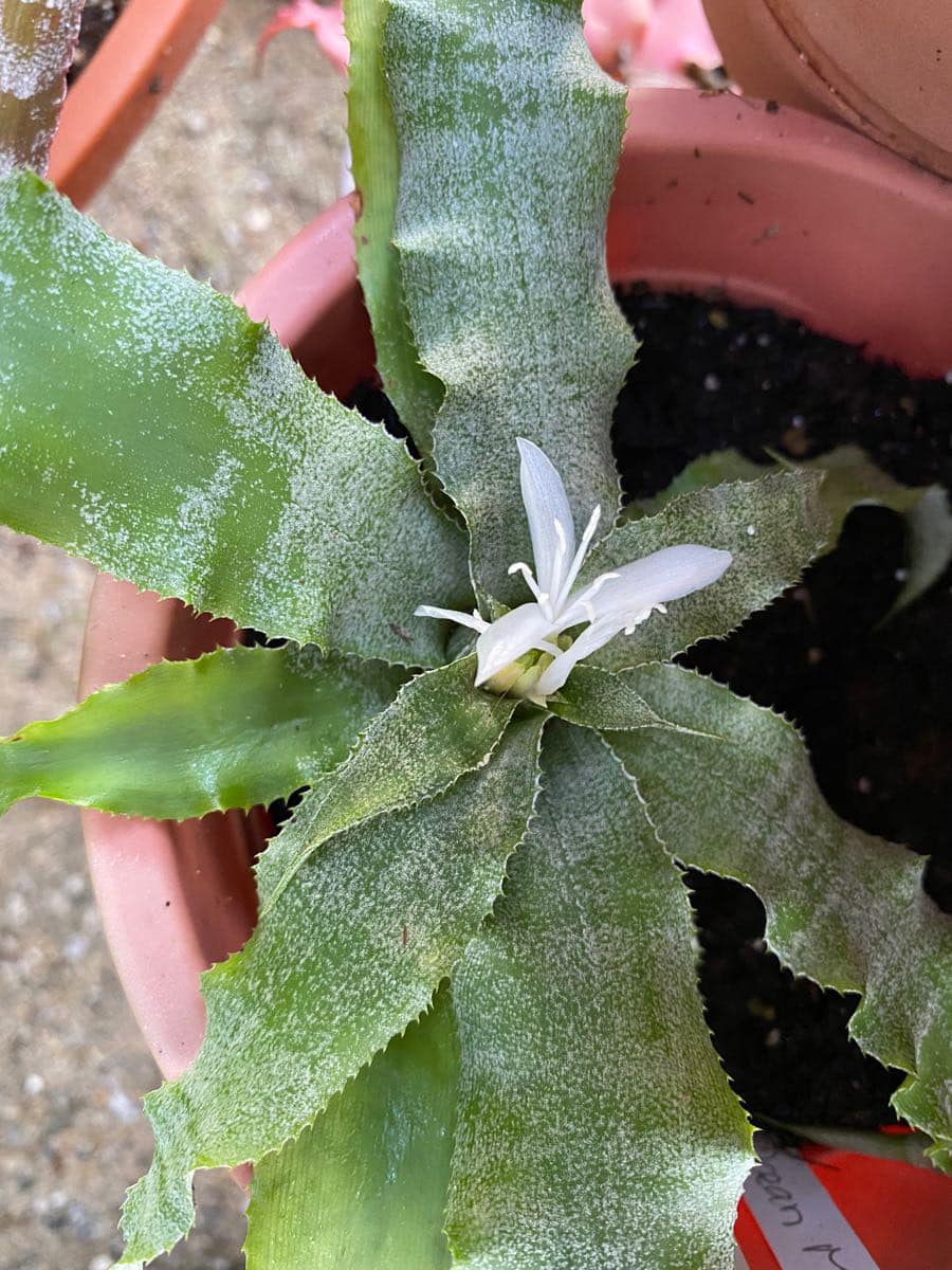 Cryptanthus 'Ocean Mist' (B. Foster)