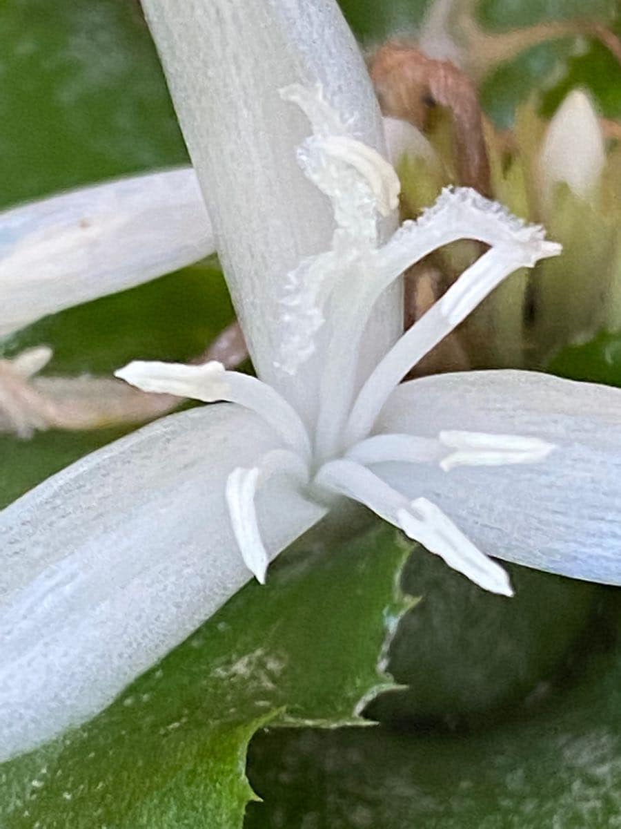 Cryptanthus 'Ocean Mist' (B. Foster)