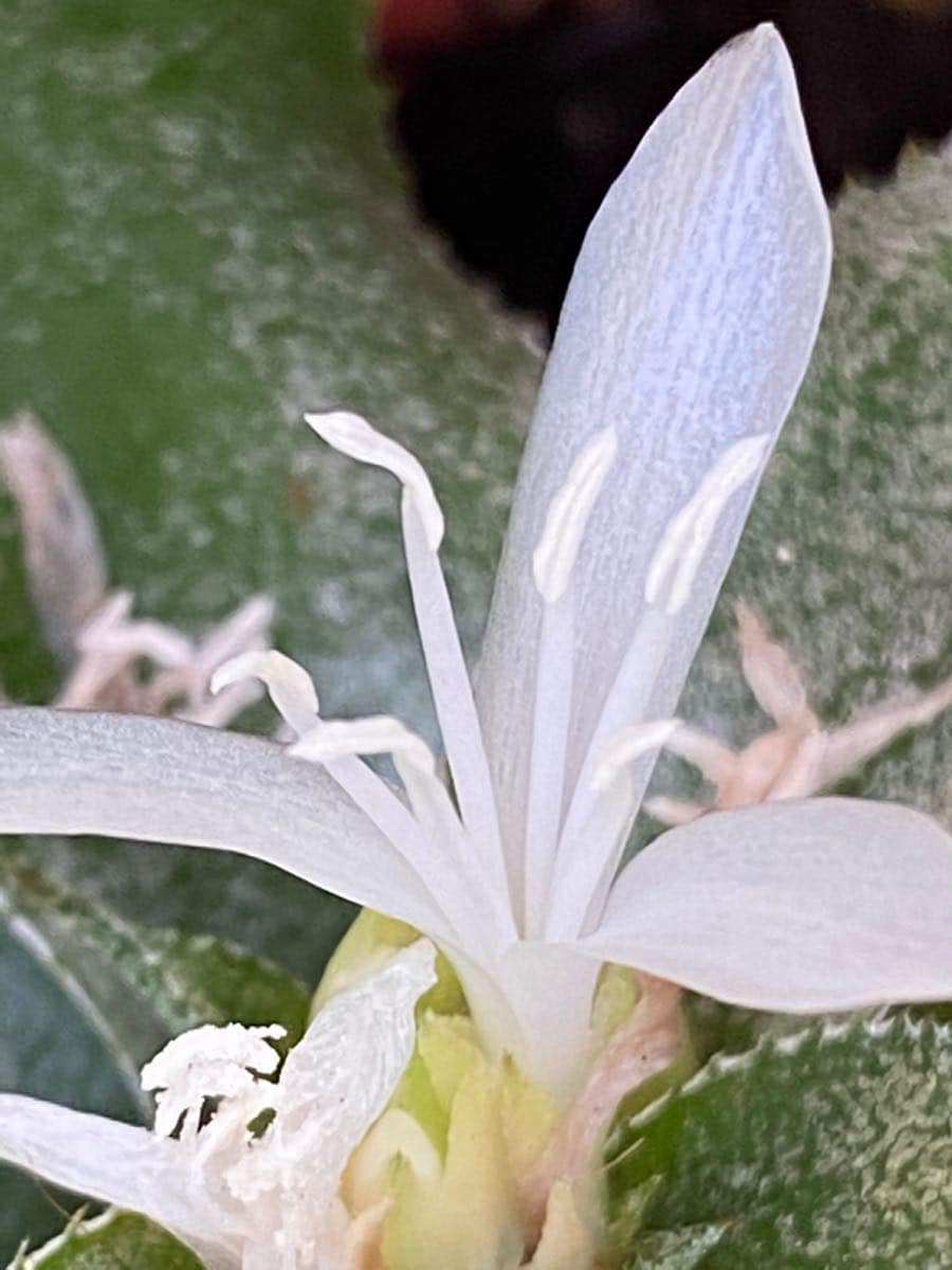 Cryptanthus 'Ocean Mist' (B. Foster)