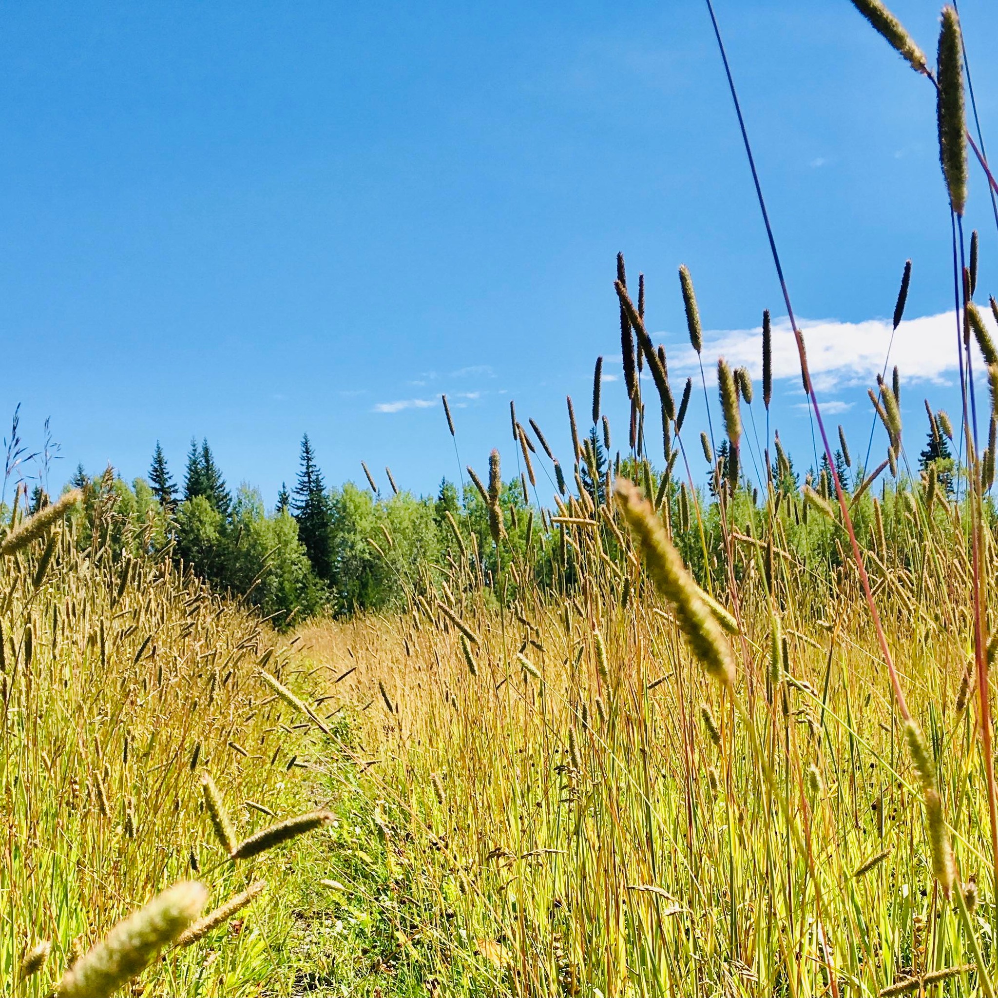 shuswap everything friendly goes | We have a little old building that ...