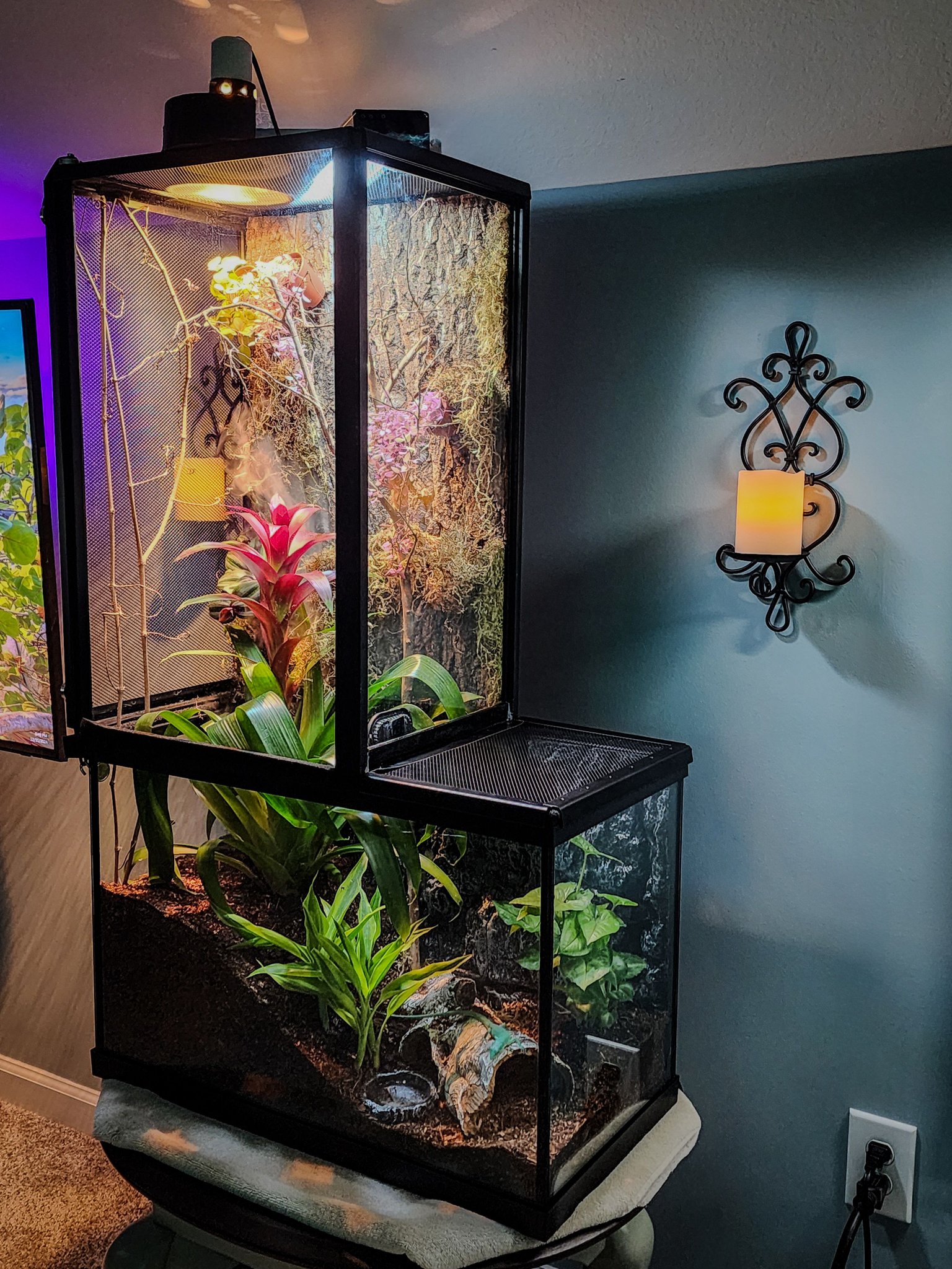 DIY Reptile Enclosures | I finished my green keel-bellied lizard ...
