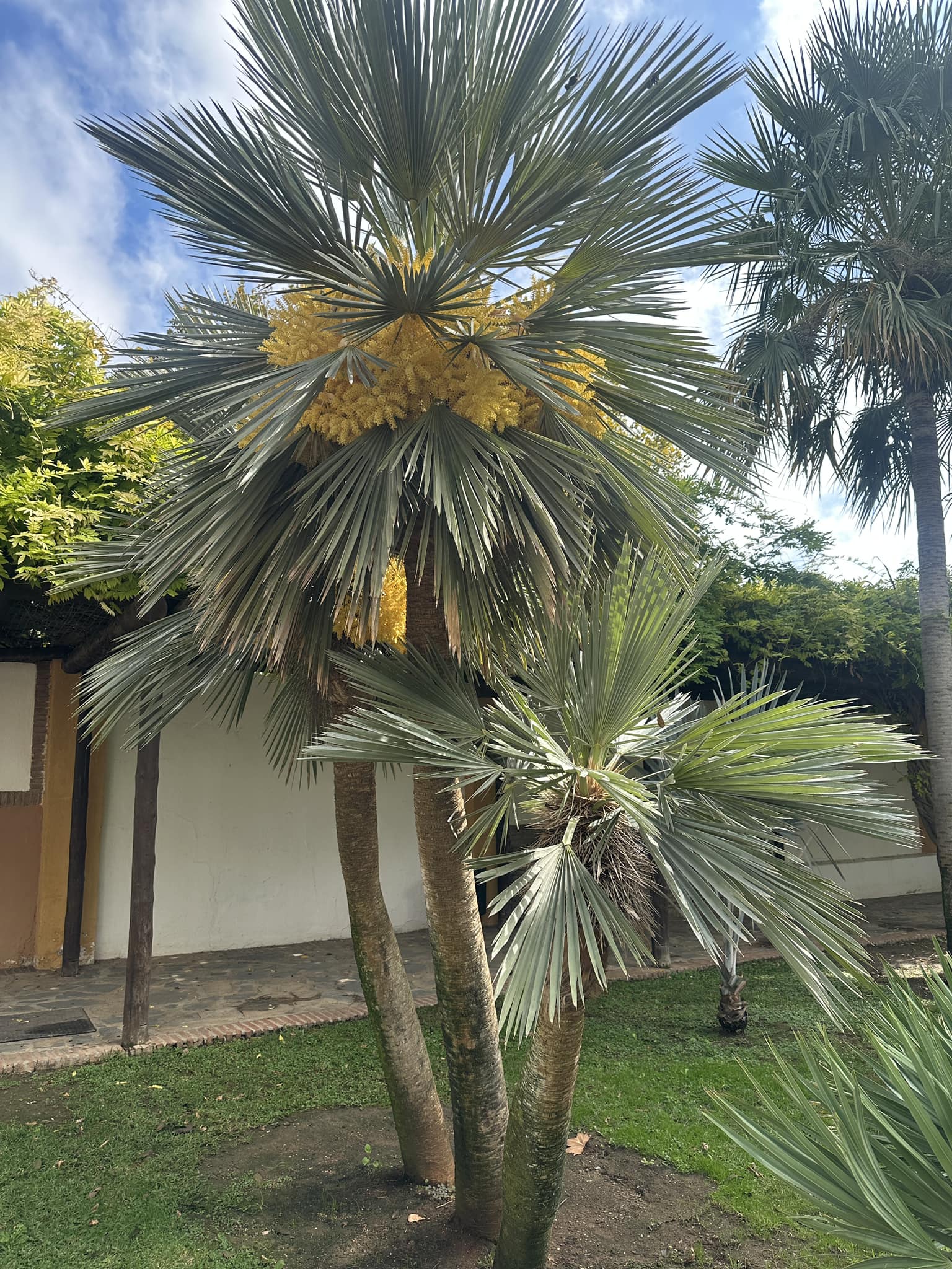 Hi everyone. Is this a Trithrinax campestris? I've spotted it today.