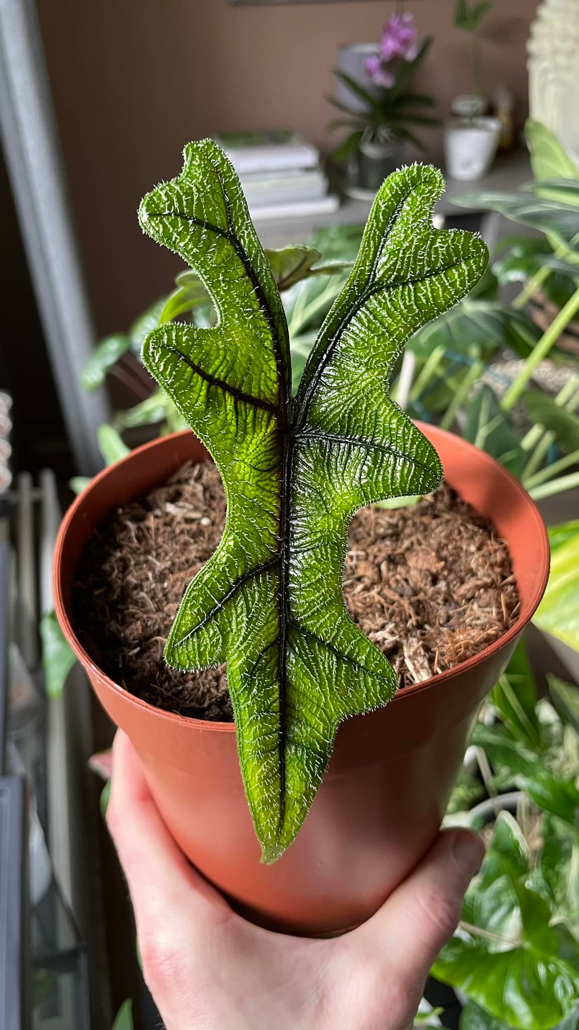 For show 🐉 Platycerium Hillii 'Dragon Claw #2'