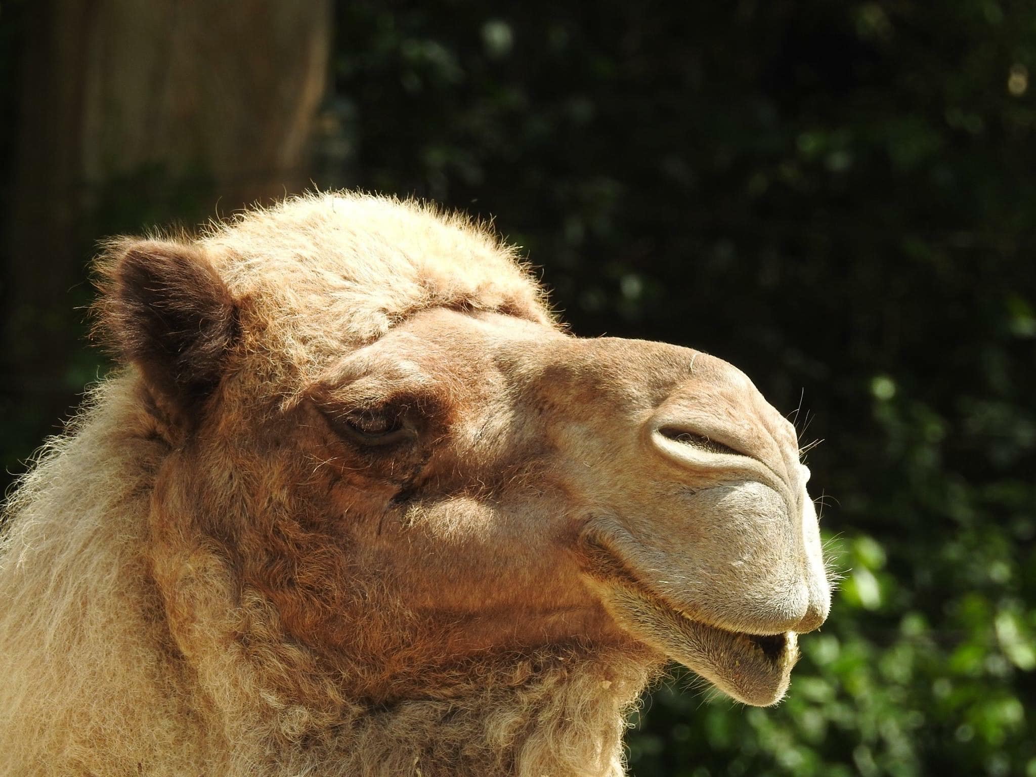 The many faces of the camel… Roger Williams Zoo. Nikon (unedited)