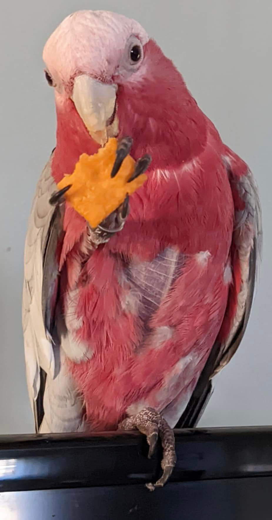 Lost blue and white parrot named Romeo