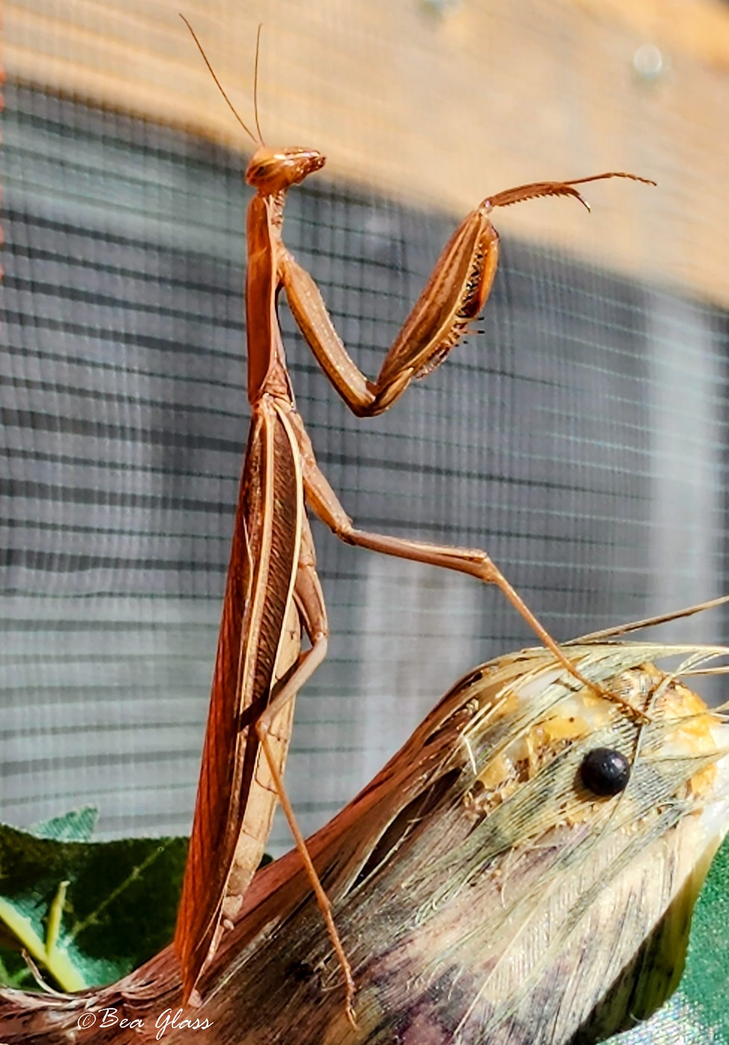 Watching sunset reflections with my buddy, Praying Mantis