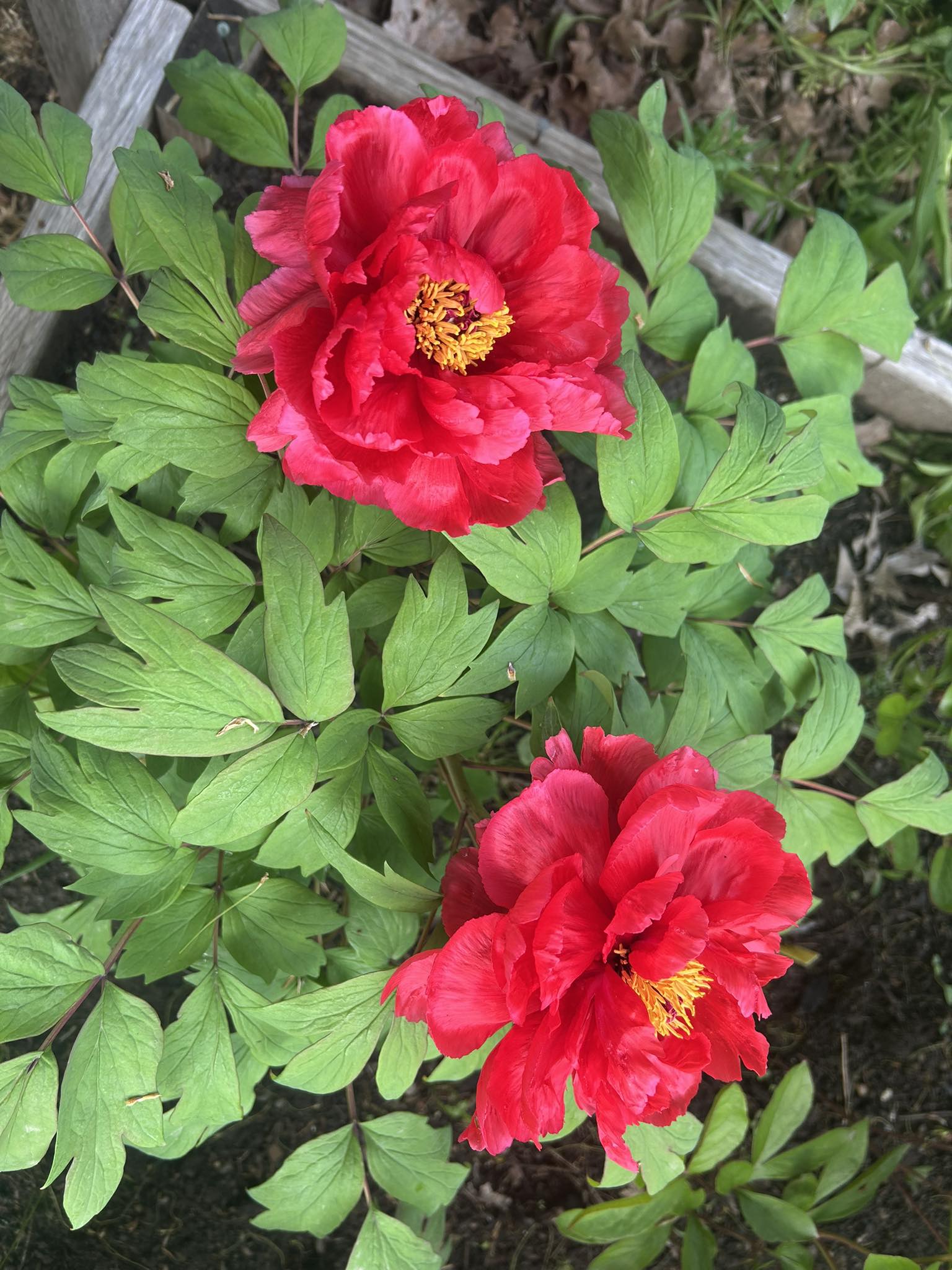 Tree peony 'Fuji Nishiki' in zone 9b