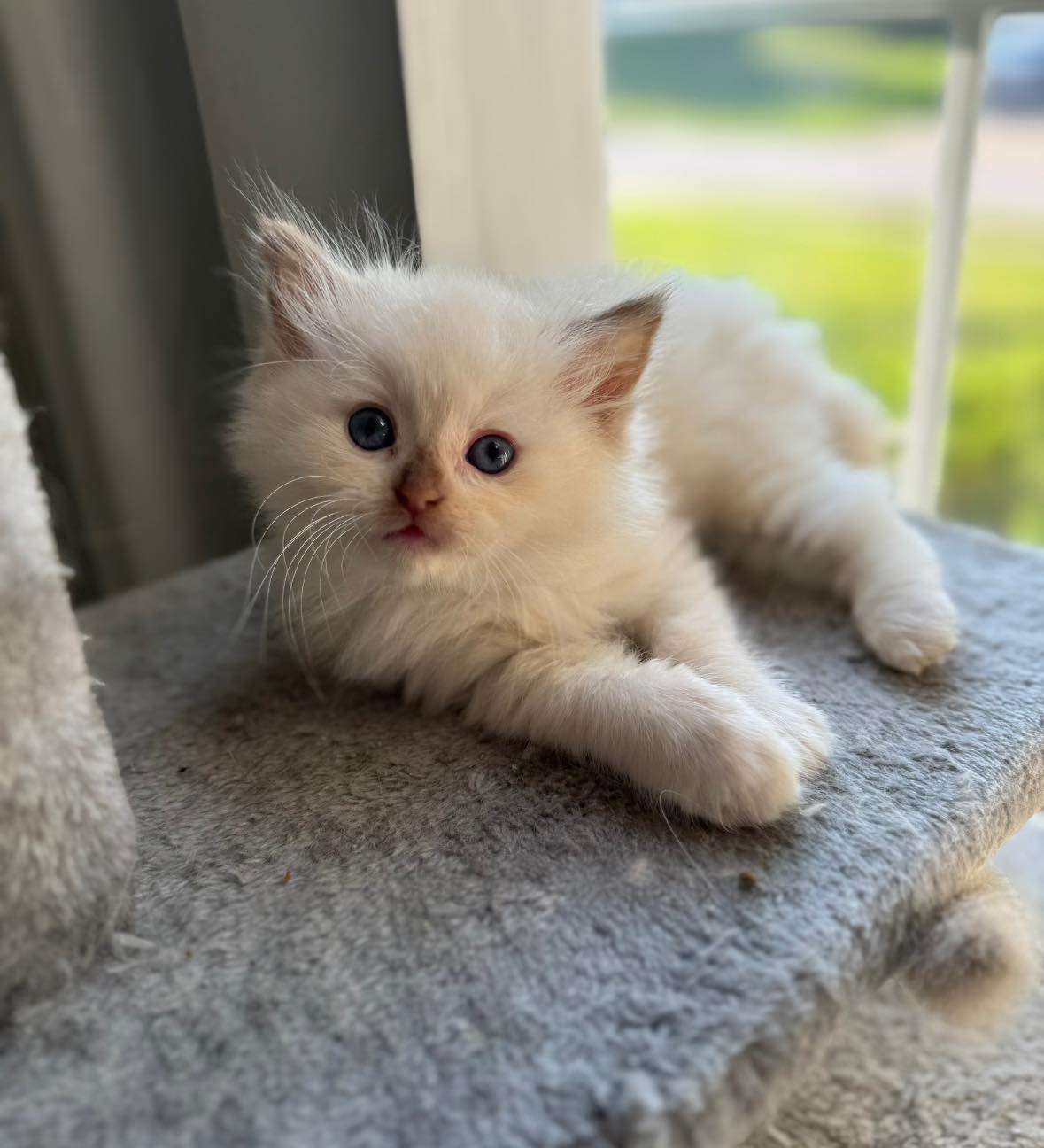 Nky Top Notch Ragdolls | Hebron KY
