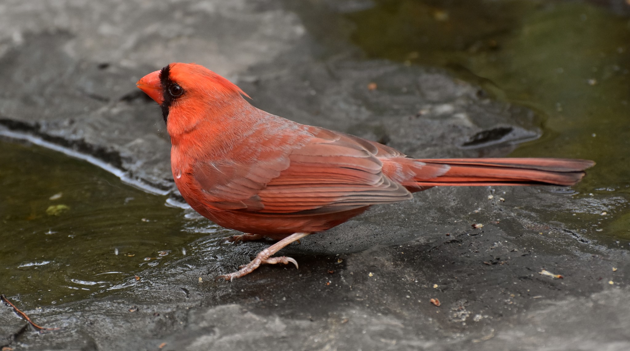 Washington DC bird species rarity list